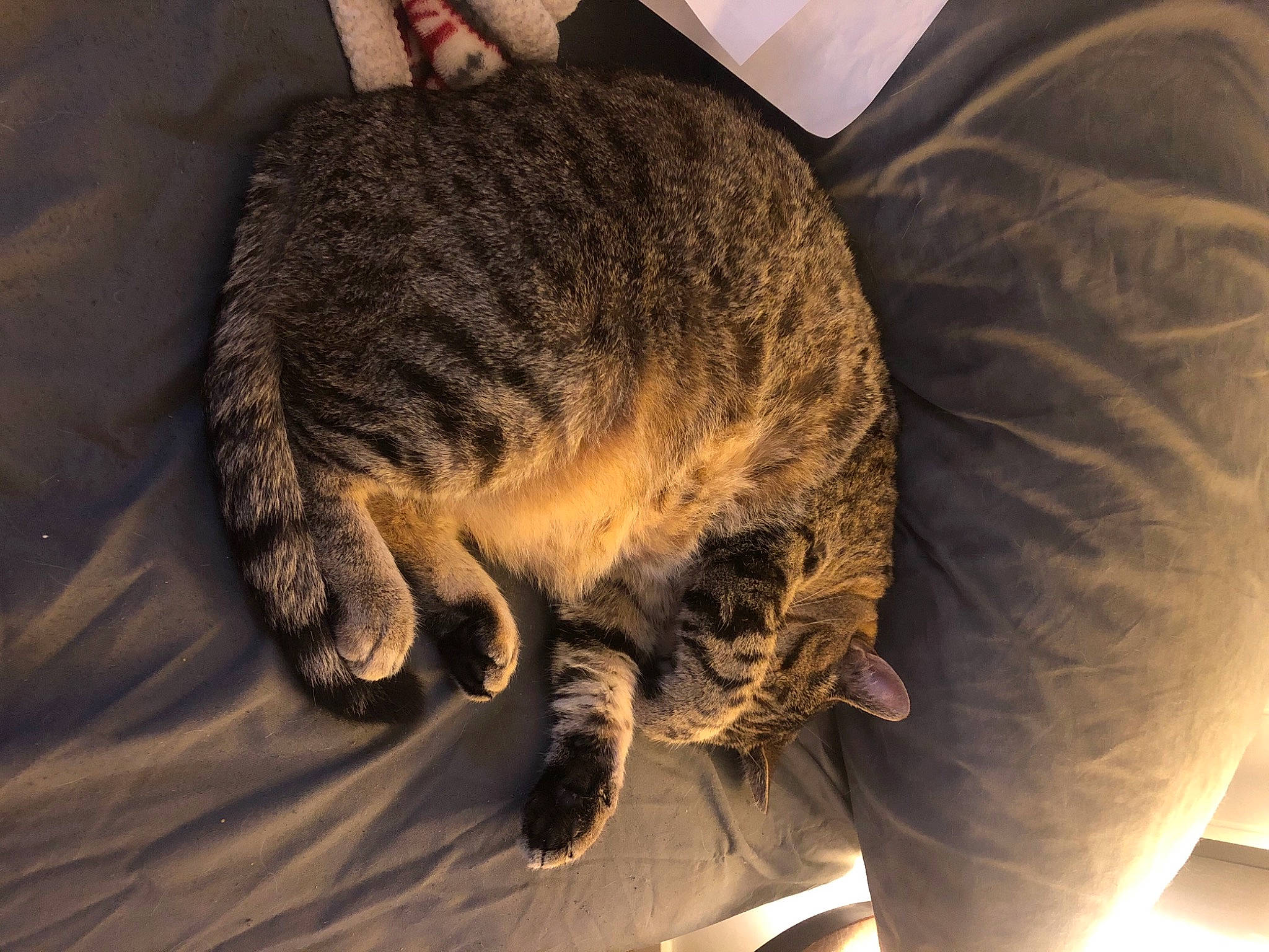 Bubbles joined the competition — help win amazing prizes! automotive_tire, carnivore, cat, claw, comfort, domestic_short_haired_cat, felidae, fur, hat, human_leg, mountain, nap, paw, sleep, small_to_medium_sized_cats, snout, tail, terrestrial_animal, whiskers, wildlife