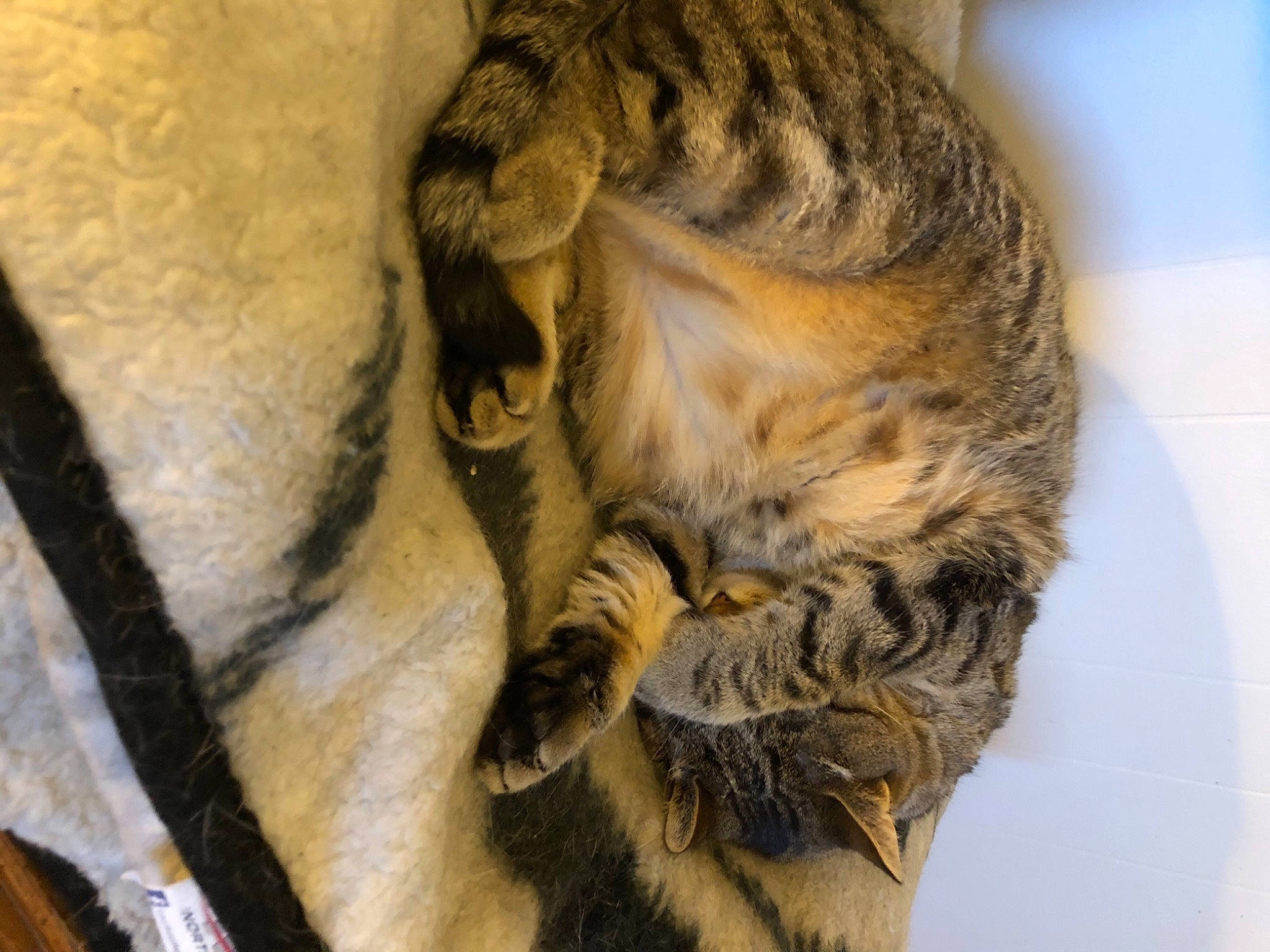 Bubbles joined the competition — help win amazing prizes! carnivore, cat, claw, comfort, domestic_short_haired_cat, eye, fawn, felidae, fur, natural_material, paw, small_to_medium_sized_cats, snout, tail, terrestrial_animal, tree, whiskers, wildlife, wood