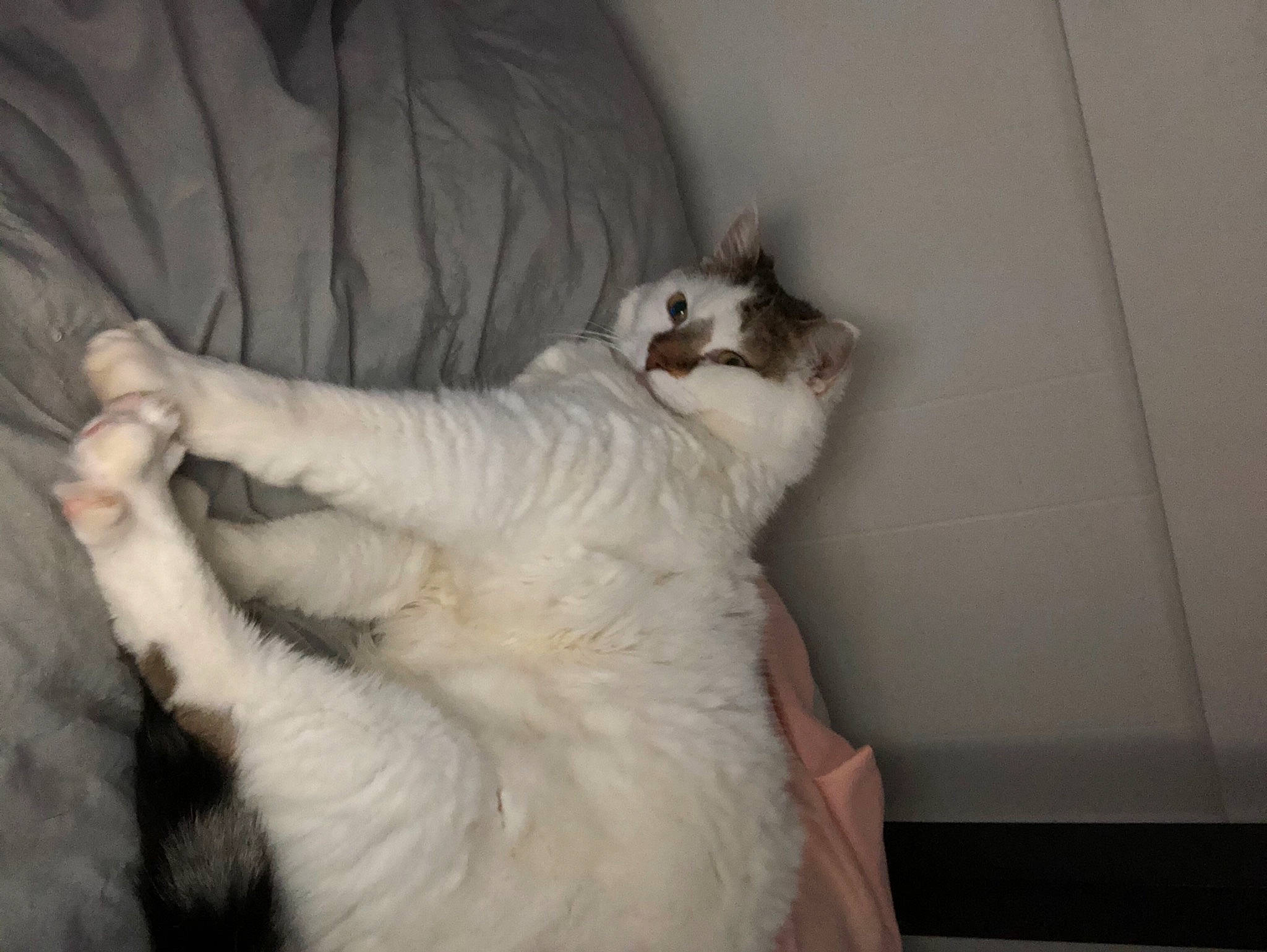 Shy is registered to the contest to win money with this photo: canidae, carnivore, cat, claw, comfort, companion_dog, dog_breed, fang, fawn, felidae, fur, paw, ragdoll, small_to_medium_sized_cats, snout, sporting_group, tail, whiskers