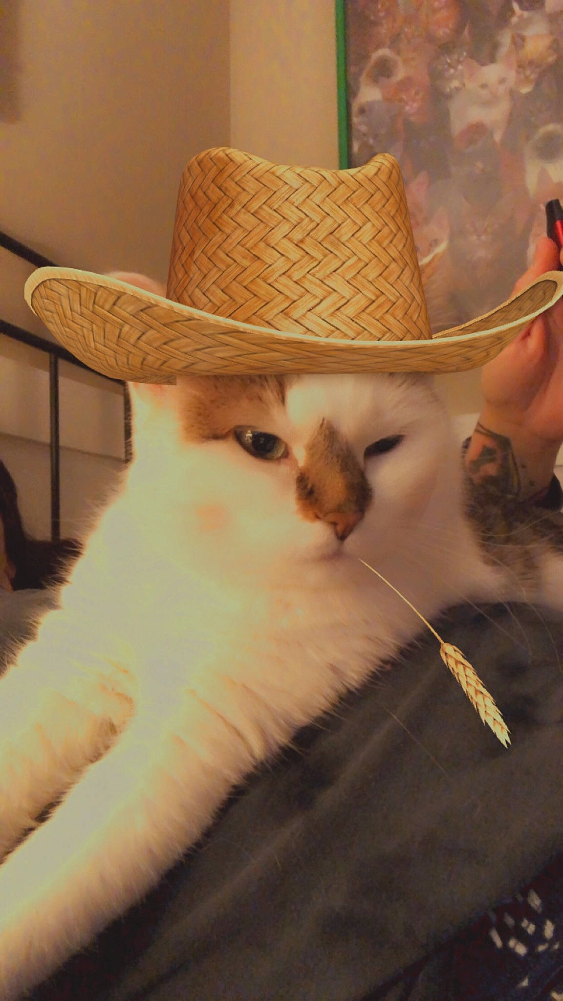 Shy is registered to the contest to win money with this photo: carnivore, cat, comfort, costume_hat, cowboy_hat, fashion_accessory, fawn, fedora, felidae, fur, hat, small_to_medium_sized_cats, sun_hat, tail, terrestrial_animal, whiskers, working_animal