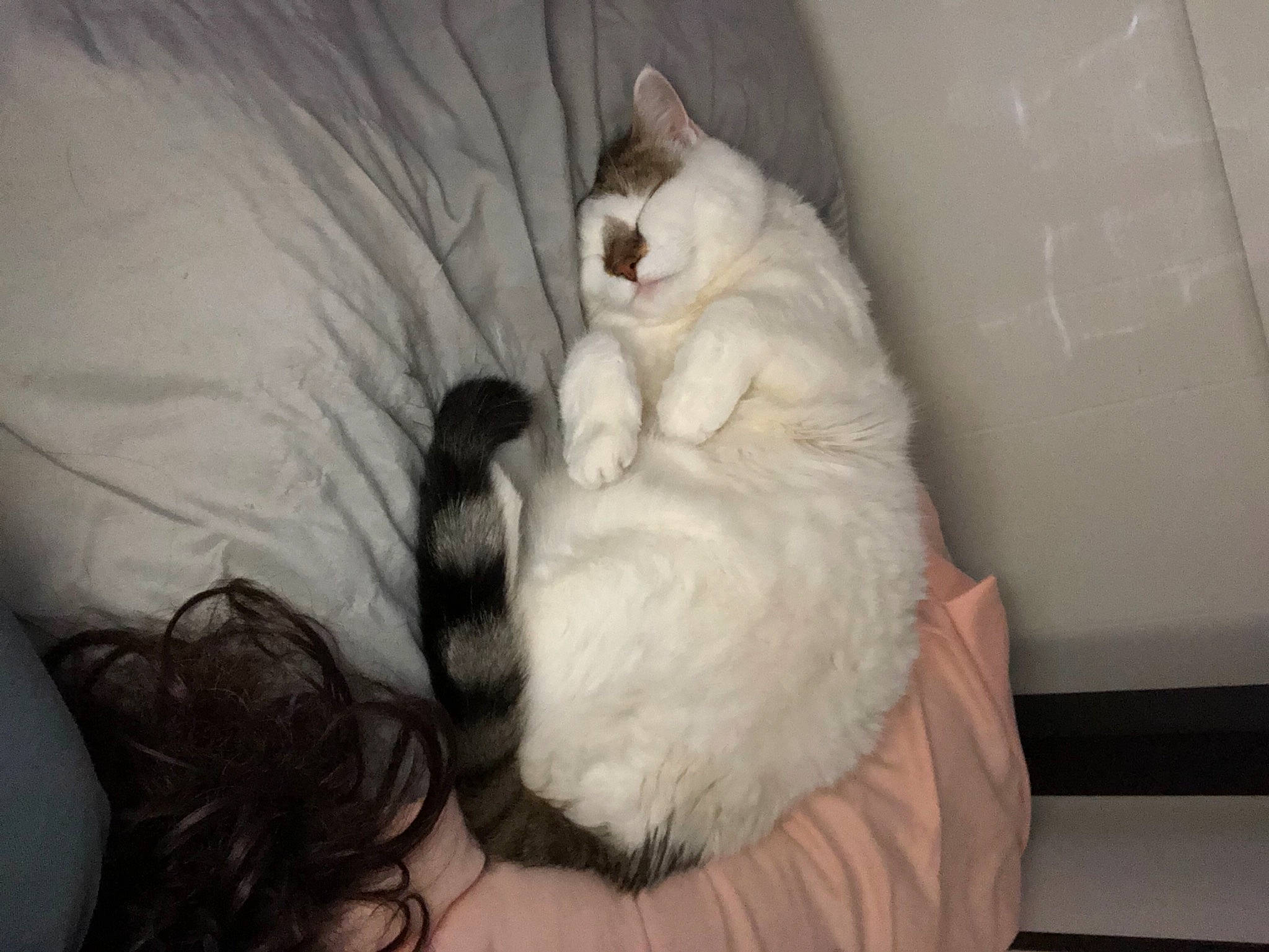 Shy joined the competition — help win amazing prizes! bed, carnivore, cat, claw, comfort, companion_dog, dog_breed, felidae, fur, linens, paw, room, small_to_medium_sized_cats, tail, whiskers