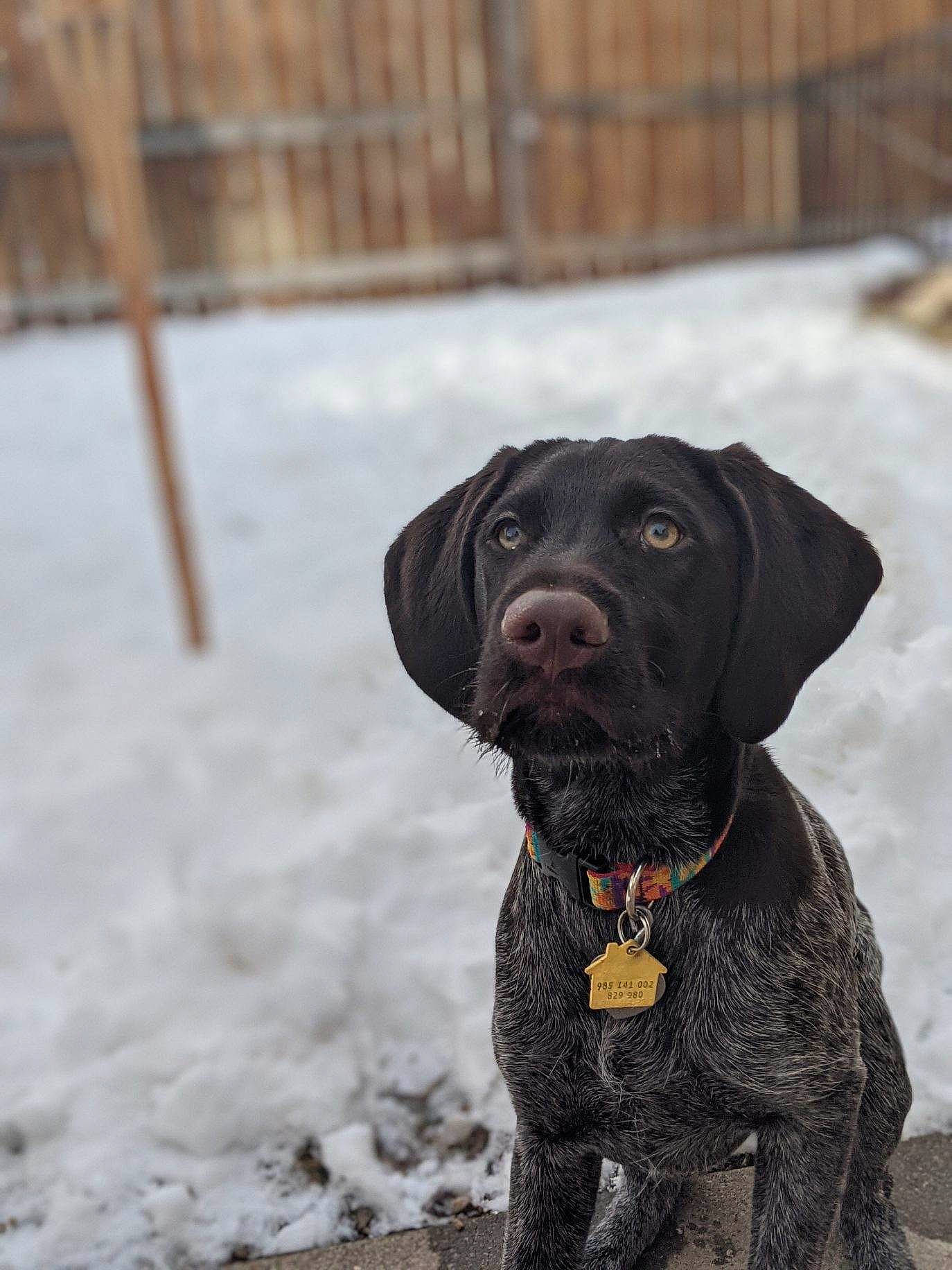 Pardie is registered to the contest to win money with this photo: borador, carnivore, collar, companion_dog, dog, dog_breed, dog_collar, fawn, fence, fur, gun_dog, liver, retriever, snout, snow, sporting_group, terrestrial_animal, whiskers, winter, working_animal