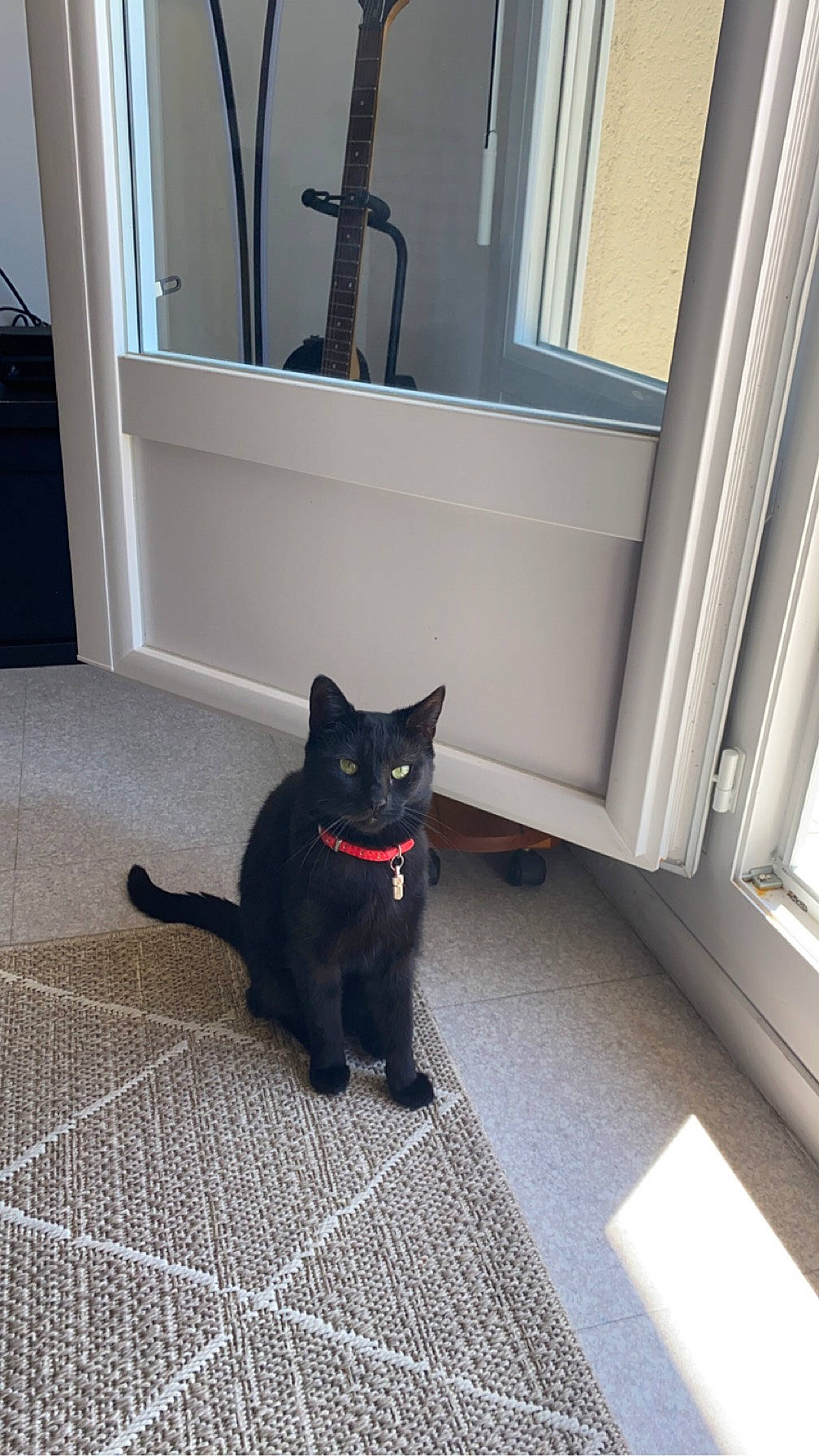 Onyx a rejoint le concours — aidez-le/la à gagner de superbes lots ! black_cat, bombay, carnivore, carpet, cat, domestic_short_haired_cat, door, felidae, fixture, floor, flooring, fur, grey, hardwood, small_to_medium_sized_cats, snout, tail, whiskers, window, wood