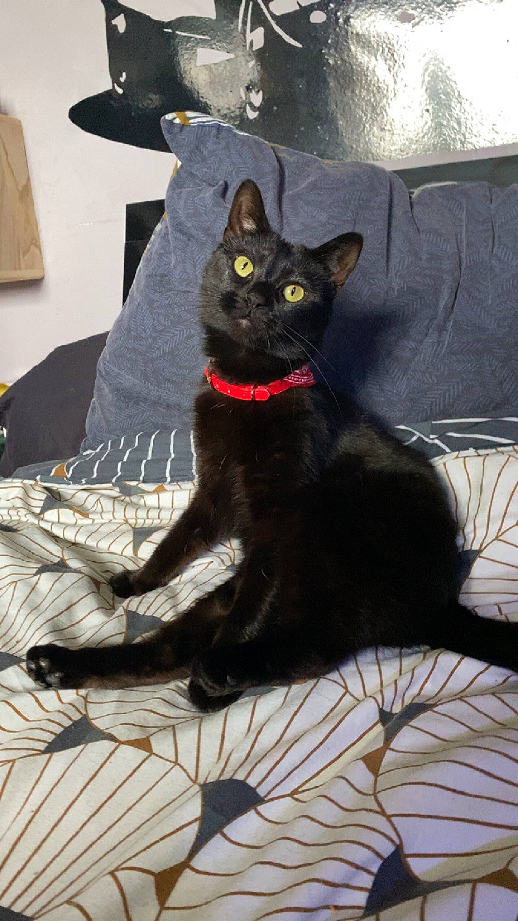 Onyx a rejoint le concours — aidez-le/la à gagner de superbes lots ! black, black_cat, bombay, carnivore, cat, claw, comfort, couch, domestic_short_haired_cat, eye, felidae, fur, grey, havana_brown, linens, sitting, small_to_medium_sized_cats, snout, tail, whiskers