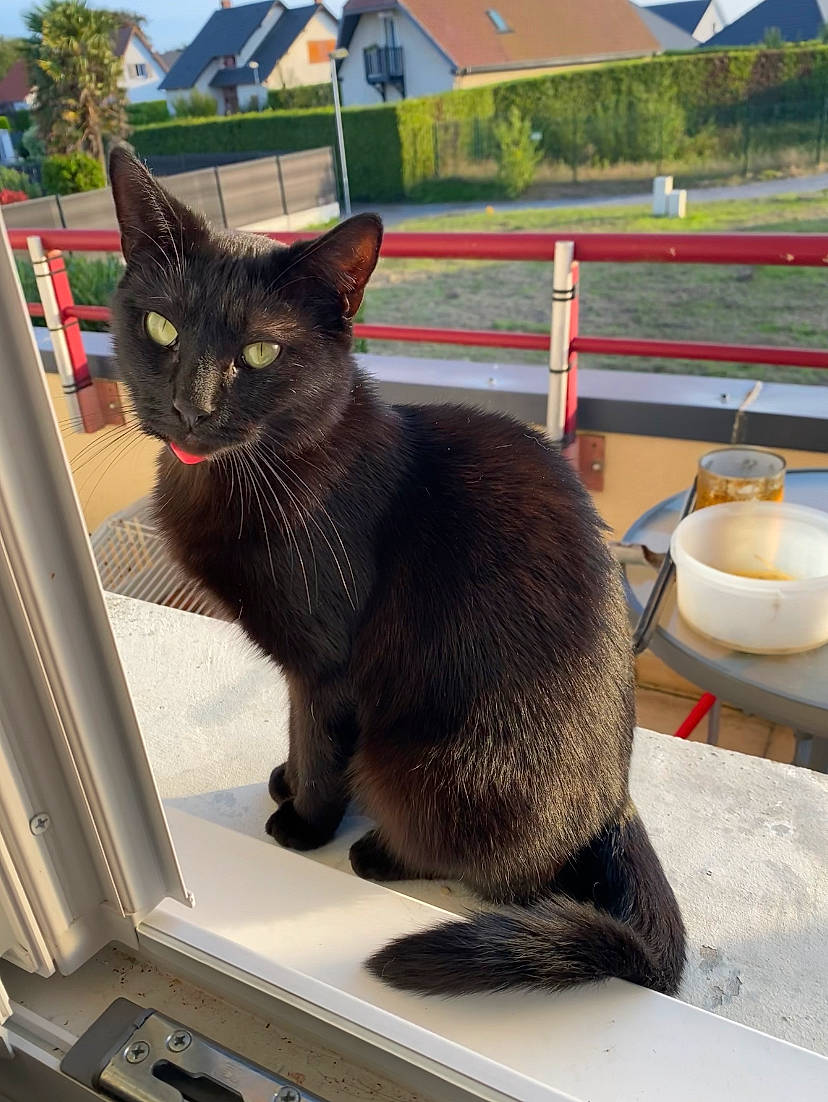 Onyx participe au concours pour gagner de l'argent avec cette photo : black_cat, bombay, carnivore, cat, domestic_short_haired_cat, felidae, fur, house, plant, roof, serveware, sitting, small_to_medium_sized_cats, snout, table, tableware, tail, tree, whiskers, window