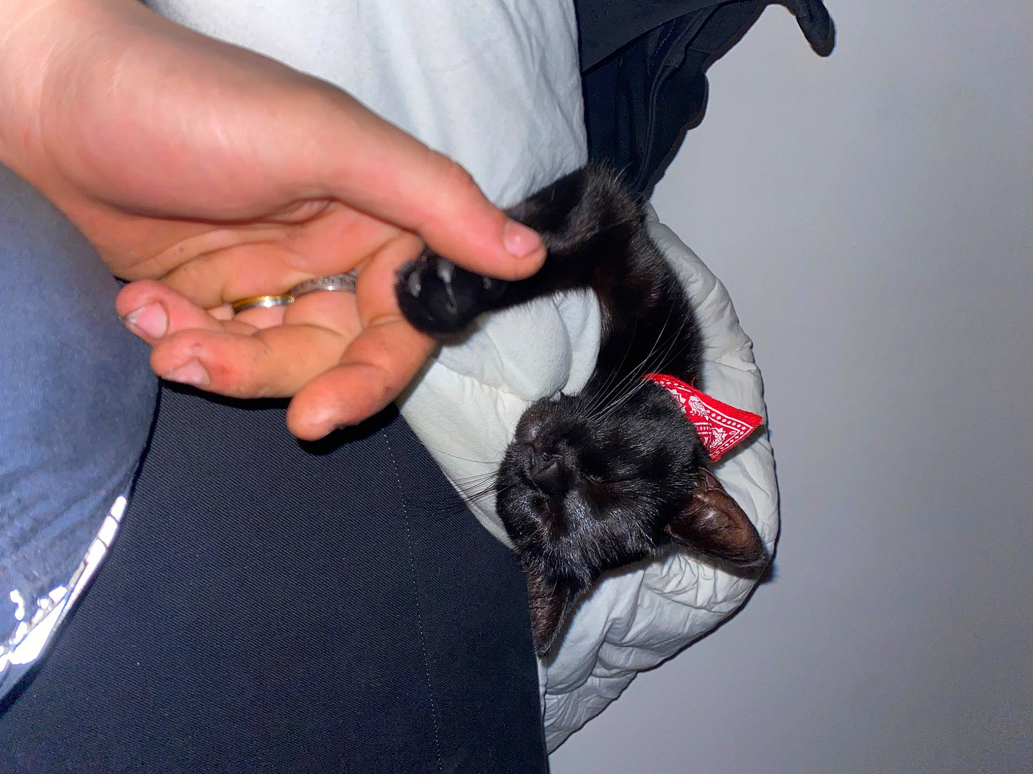 Onyx a rejoint le concours — aidez-le/la à gagner de superbes lots ! bat, carmine, carnivore, claw, dog_breed, elbow, electric_blue, fashion_accessory, felidae, finger, flesh, fur, gesture, human_leg, jewellery, nail, small_to_medium_sized_cats, tail, thumb, wrist