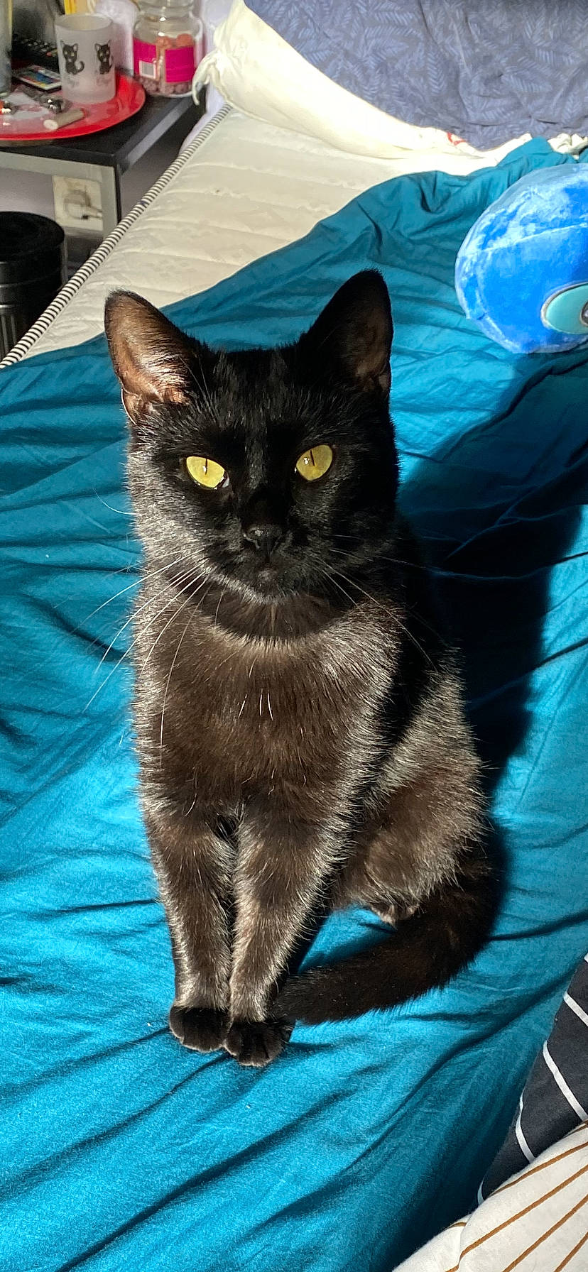 Onyx a rejoint le concours — aidez-le/la à gagner de superbes lots ! black_cat, box, carnivore, cat, chartreux, claw, domestic_short_haired_cat, electric_blue, eye, fawn, felidae, fur, paw, sitting, small_to_medium_sized_cats, snout, tail, terrestrial_animal, whiskers