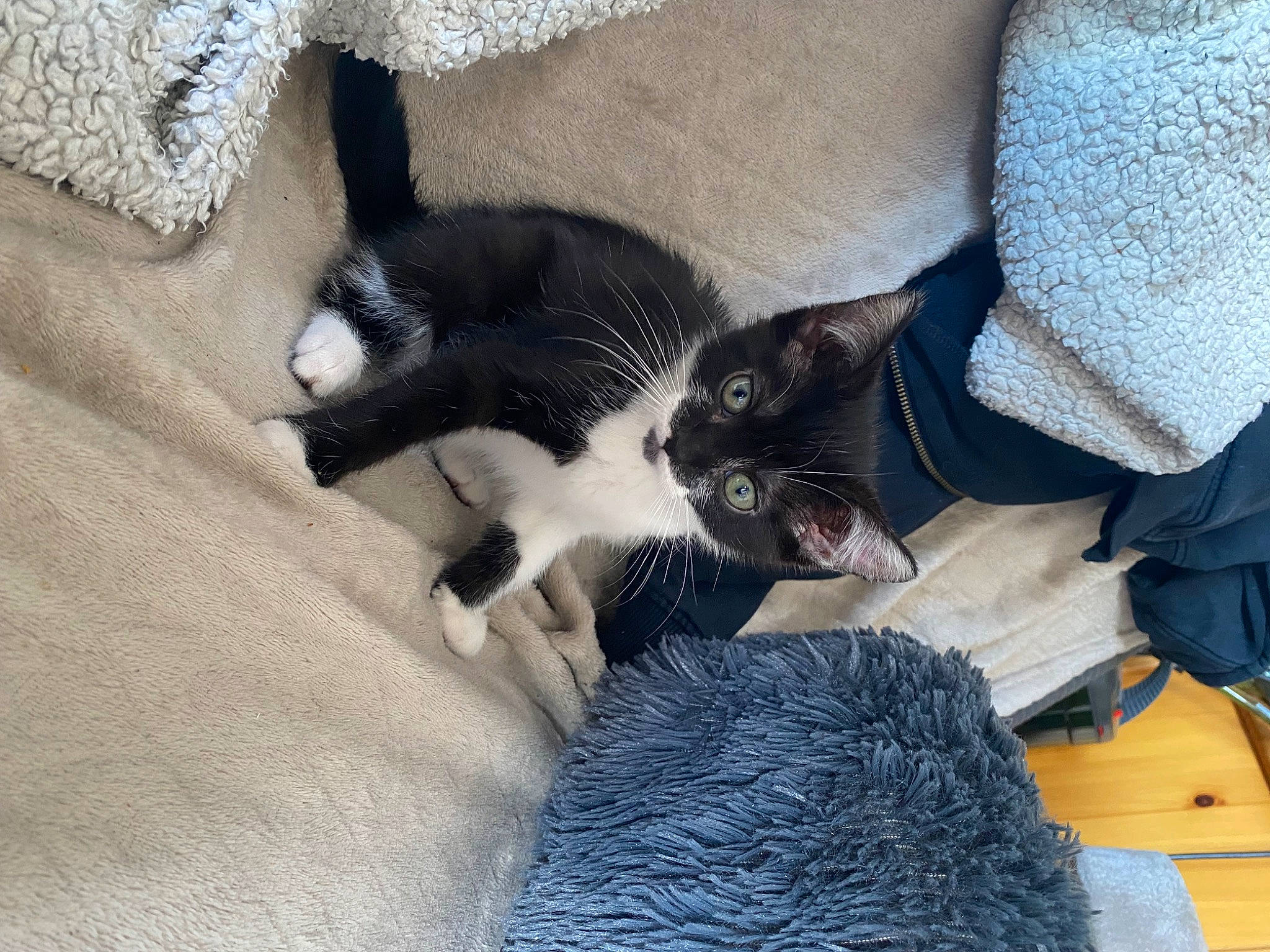 Penny a rejoint le concours — aidez-le/la à gagner de superbes lots ! black_cat, canidae, carnivore, cat, comfort, companion_dog, dog_breed, domestic_short_haired_cat, felidae, fur, grey, human_leg, lap, paw, small_to_medium_sized_cats, snout, sporting_group, tail, thigh, whiskers