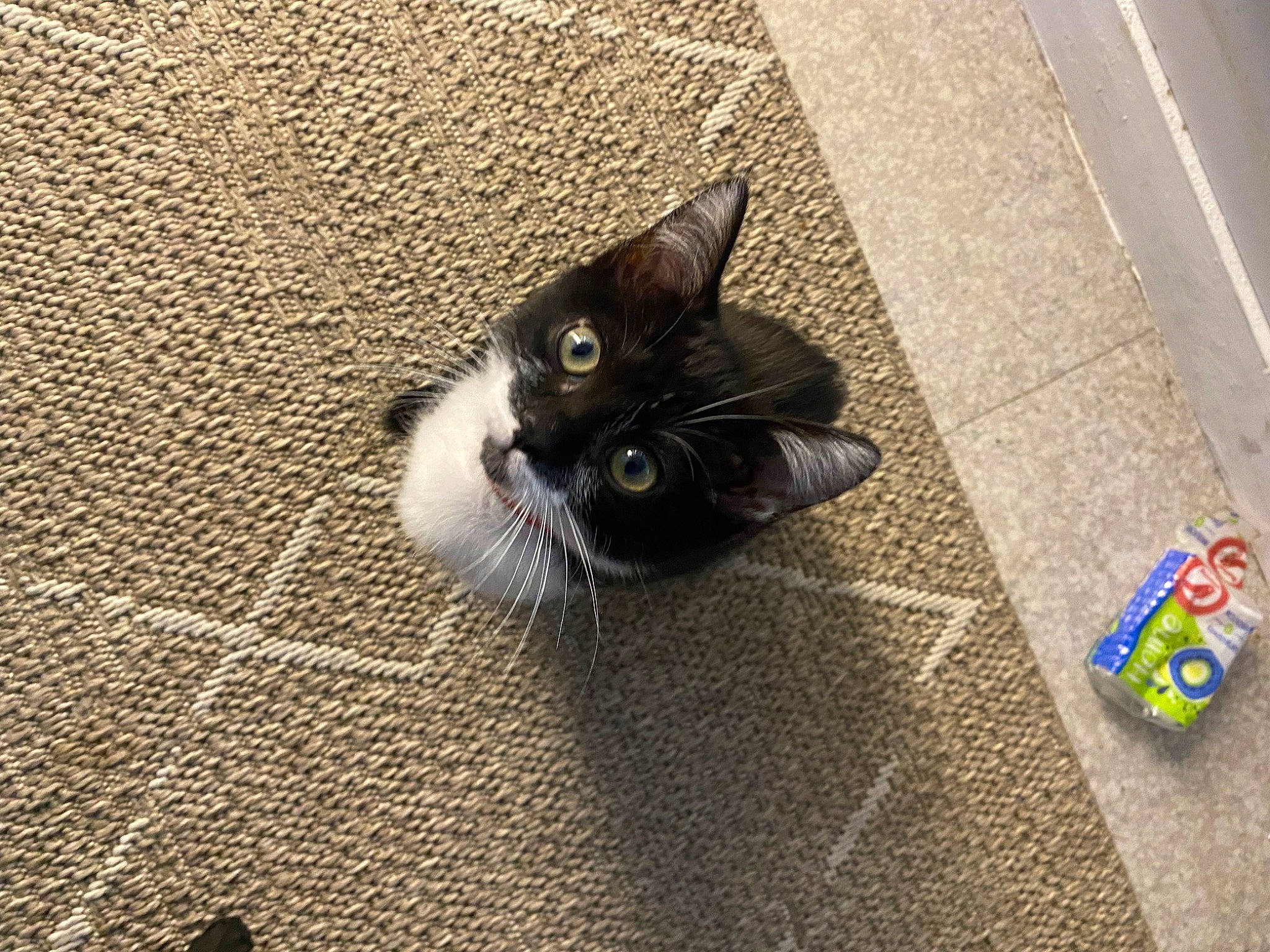 Penny a rejoint le concours — aidez-le/la à gagner de superbes lots ! asphalt, black_cat, carnivore, cat, domestic_short_haired_cat, felidae, floor, flooring, fur, grey, hardwood, paw, road_surface, sidewalk, small_to_medium_sized_cats, snout, tail, tile, whiskers, wood