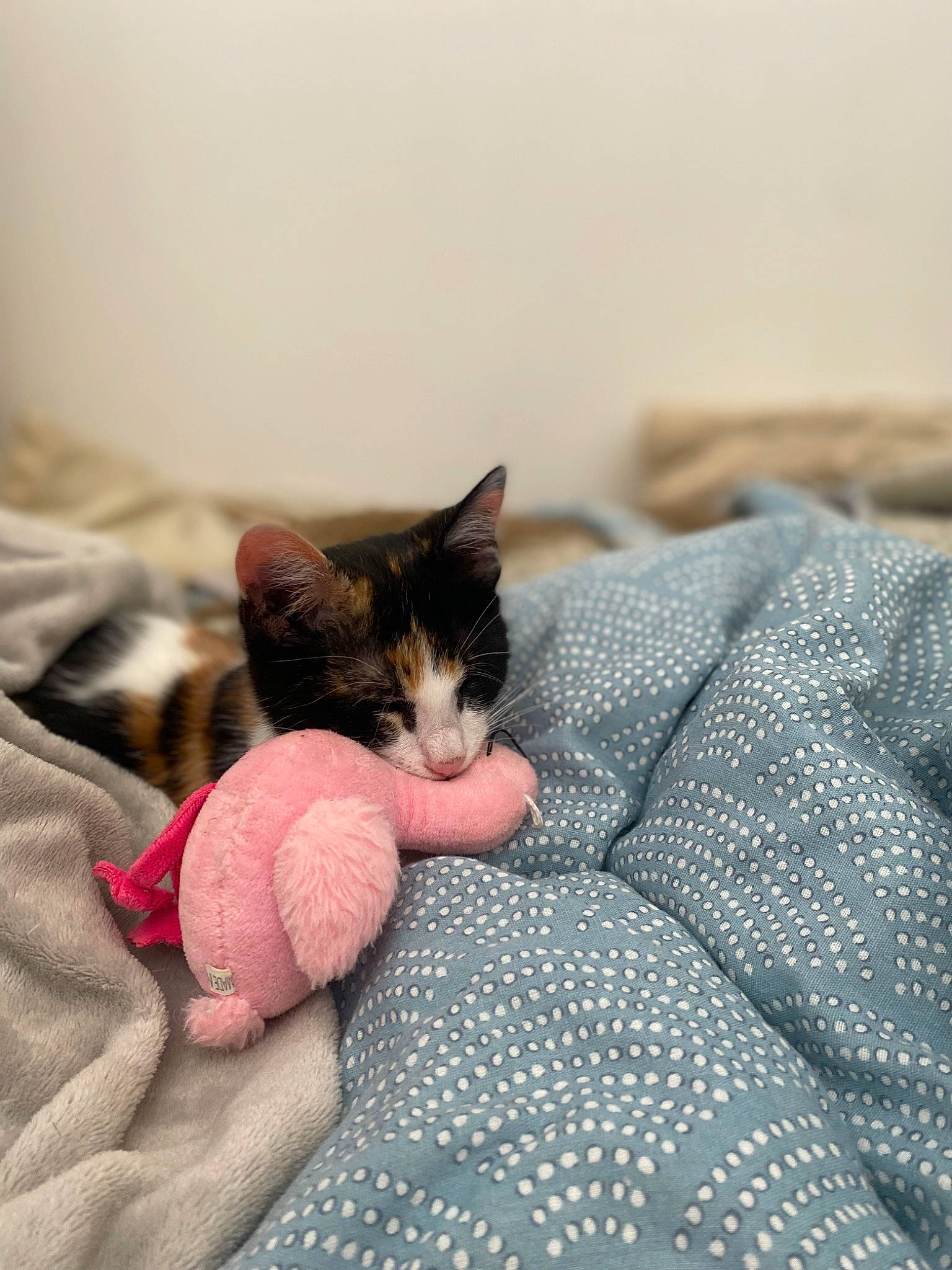 Uma a rejoint le concours — aidez-le/la à gagner de superbes lots ! bed, bed_sheet, bedding, blanket, carnivore, cat, comfort, domestic_short_haired_cat, felidae, foot, fur, grey, human_leg, linens, pattern, paw, small_to_medium_sized_cats, tail, textile, whiskers