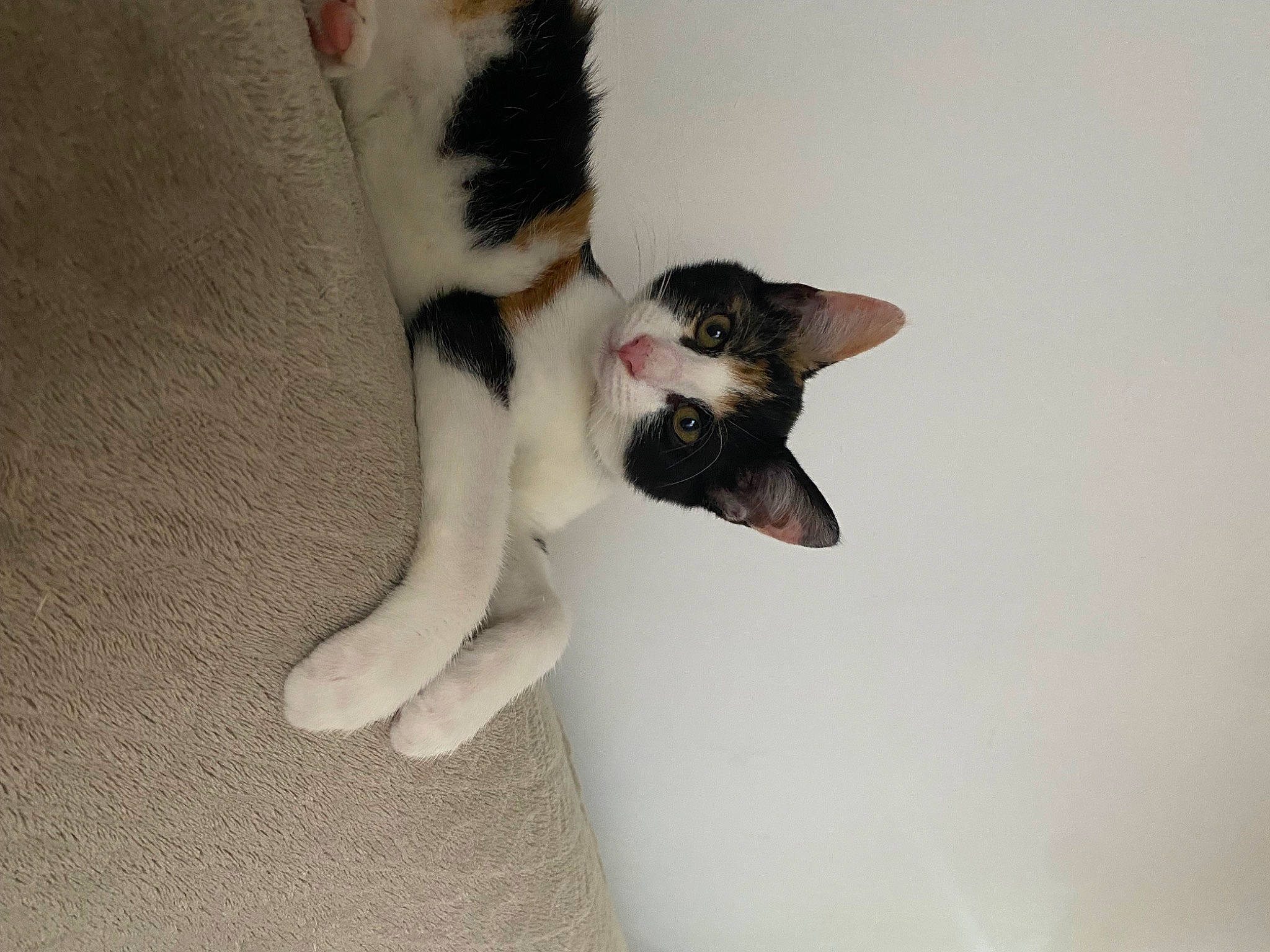 Uma participe au concours pour gagner de l'argent avec cette photo : canidae, carnivore, cat, claw, comfort, companion_dog, dog_breed, domestic_short_haired_cat, fawn, felidae, foot, fur, human_leg, non_sporting_group, paw, small_to_medium_sized_cats, snout, sporting_group, tail, whiskers