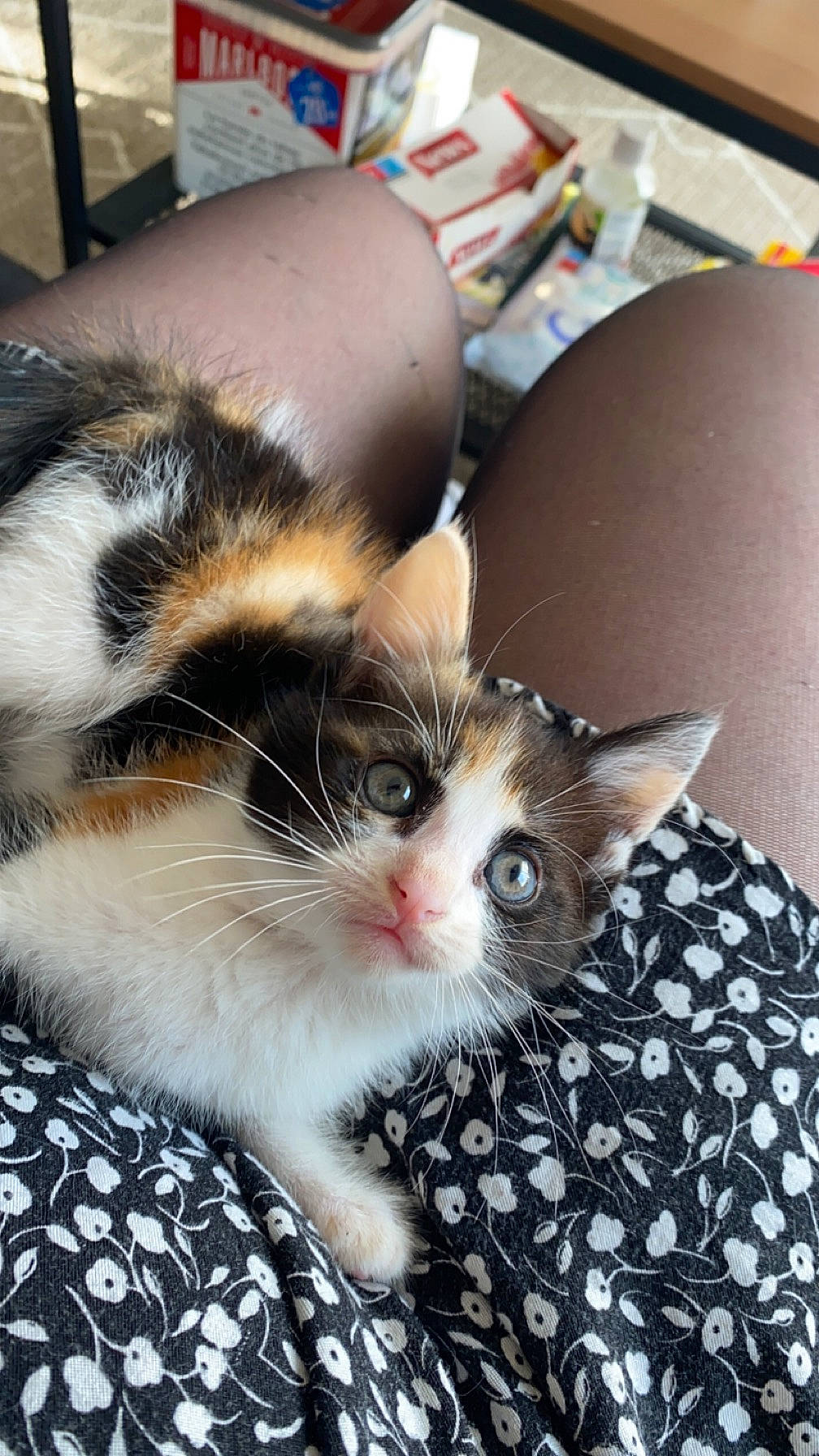 Uma participe au concours pour gagner de l'argent avec cette photo : carnivore, cat, claw, comfort, domestic_short_haired_cat, eye, fawn, felidae, foot, fur, human_leg, nap, paw, small_to_medium_sized_cats, snout, toe, whiskers