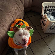 Koda joined the competition — help win amazing prizes! animal, clothing, costume, couch, cute, dog, domestic, ears, face, festive, green, happy, home, indoor, laundry_basket, orange, pet, pumpkin, smiling, tile_floor