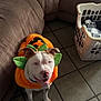animal, clothing, costume, couch, cute, dog, domestic, ears, face, festive, green, happy, home, indoor, laundry_basket, orange, pet, pumpkin, smiling, tile_floor