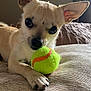 animal, bed, canine, close_up, cozy, cute, dog, ears, fur, home, indoor, light, looking, paw, pet, playing, resting, small_dog, tennis_ball, toy