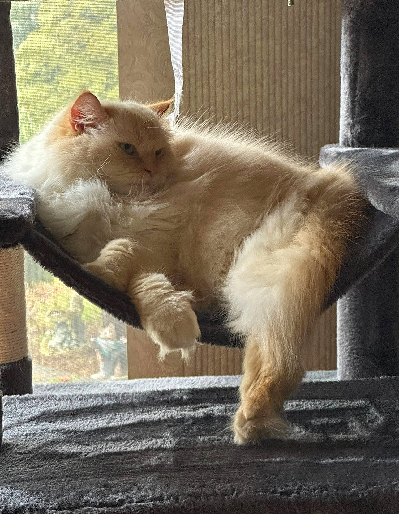 Maxwell joined the competition — help win amazing prizes! carnivore, cat, claw, domestic_short_haired_cat, fawn, felidae, fur, paw, small_to_medium_sized_cats, snout, tail, terrestrial_animal, whiskers, window, wood
