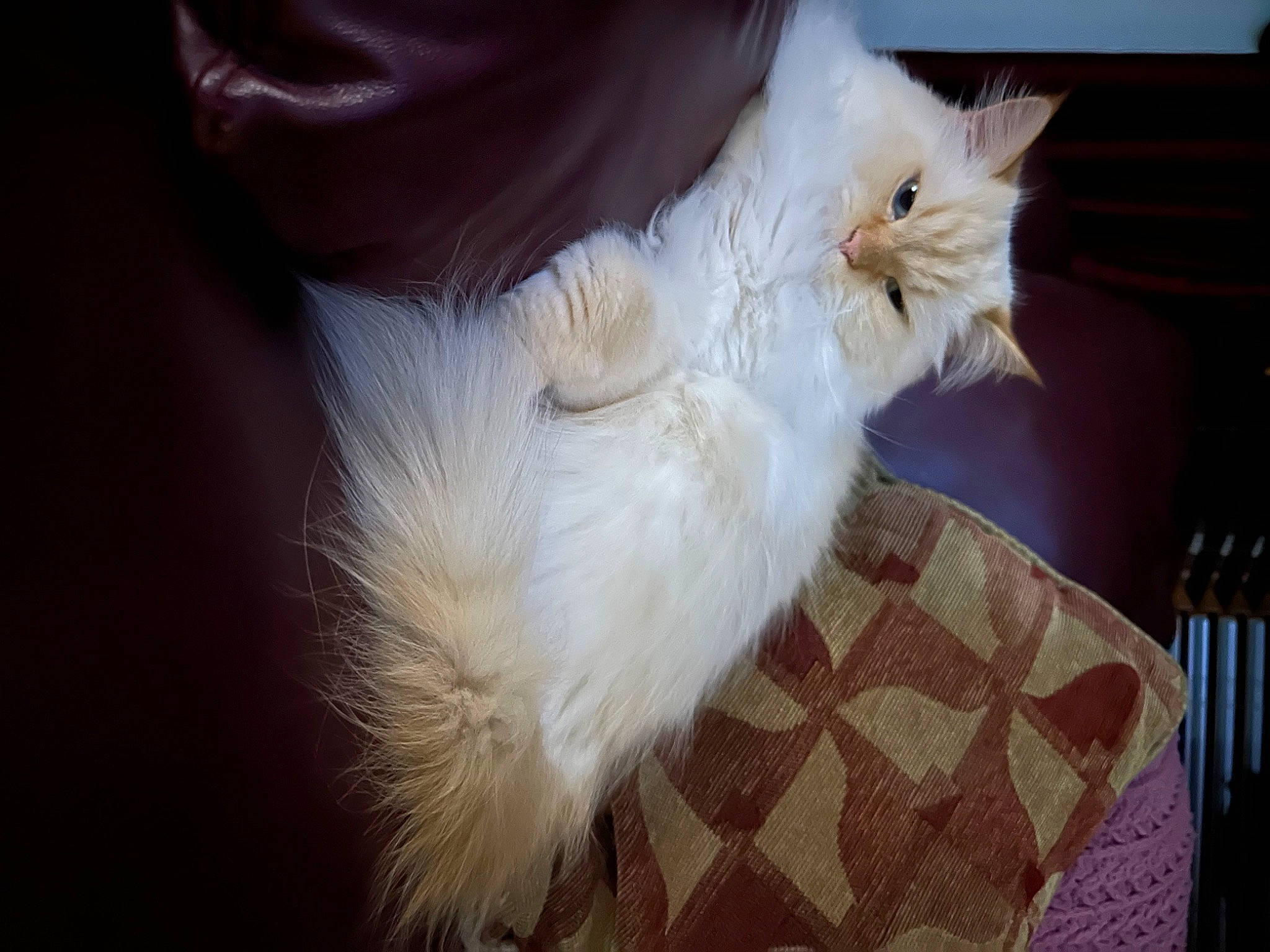 Maxwell joined the competition — help win amazing prizes! carnivore, cat, claw, fawn, feather, felidae, foot, fur, gesture, pattern, paw, plaid, small_to_medium_sized_cats, snout, sunglasses, tail, tartan, whiskers