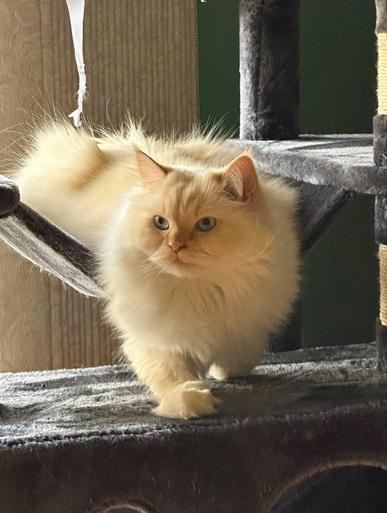 Maxwell joined the competition — help win amazing prizes! box, carnivore, cat, fawn, felidae, fur, small_to_medium_sized_cats, snout, tail, terrestrial_animal, whiskers, window, wood