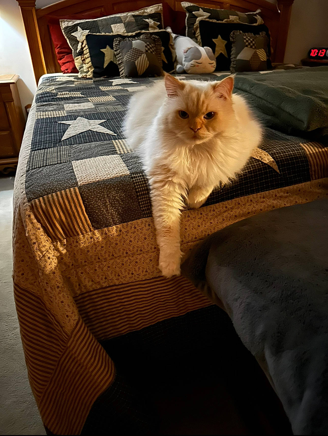 Maxwell joined the competition — help win amazing prizes! bedding, carnivore, cat, comfort, companion_dog, couch, fawn, felidae, flooring, fur, furniture, grey, hardwood, linens, picture_frame, small_to_medium_sized_cats, textile, tints_and_shades, whiskers, wood