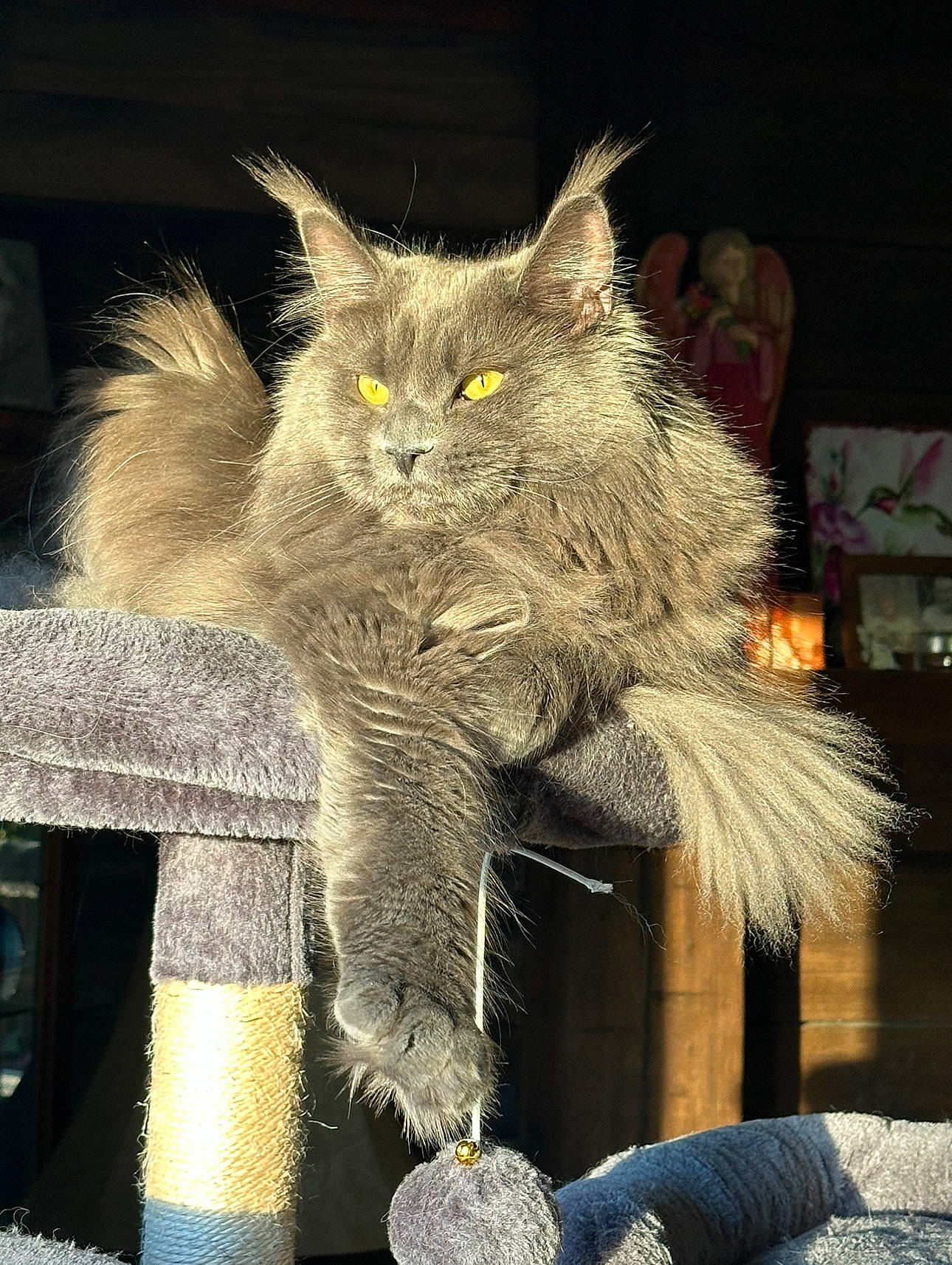 Jinx joined the competition — help win amazing prizes! carnivore, cat, cat_supply, claw, domestic_short_haired_cat, electric_blue, fawn, felidae, fur, grey, metal, small_to_medium_sized_cats, snout, tail, terrestrial_animal, whiskers