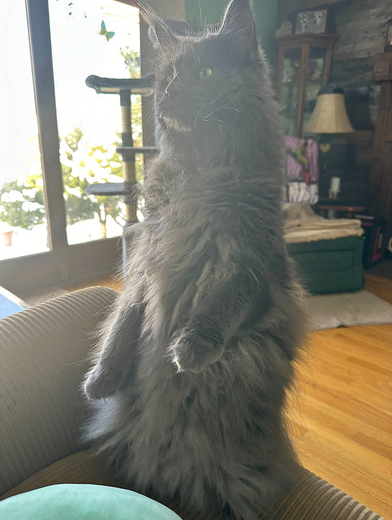 Jinx joined the competition — help win amazing prizes! canidae, carnivore, cat, companion_dog, dog_breed, domestic_short_haired_cat, felidae, flooring, fur, grey, hardwood, plant, small_to_medium_sized_cats, sporting_group, tail, whiskers, wood