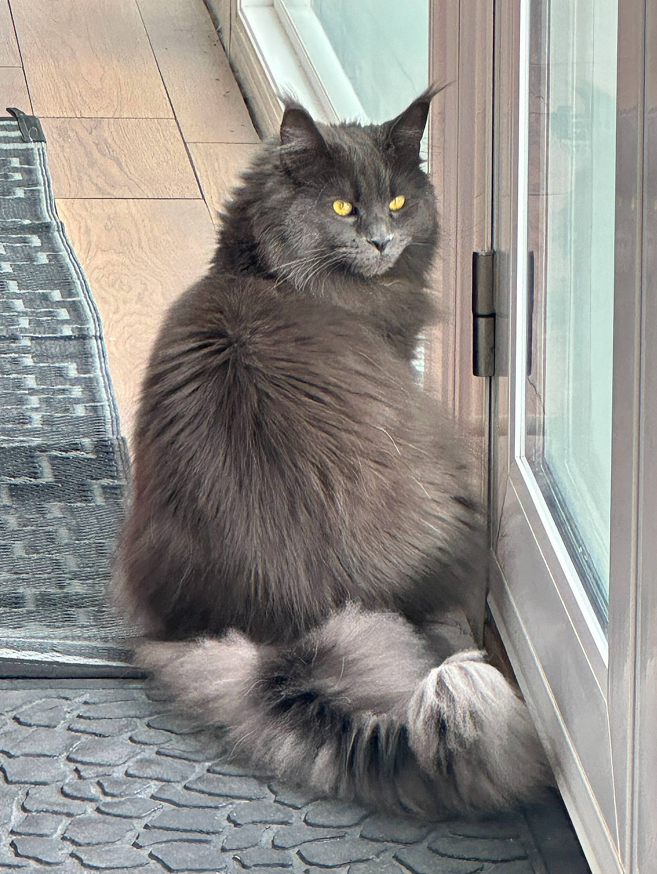 Jinx joined the competition — help win amazing prizes! black_cat, british_longhair, carnivore, cat, domestic_short_haired_cat, eye, felidae, flooring, fur, grey, monochrome, monochrome_photography, paw, road_surface, small_to_medium_sized_cats, snout, tail, terrestrial_animal, whiskers, window