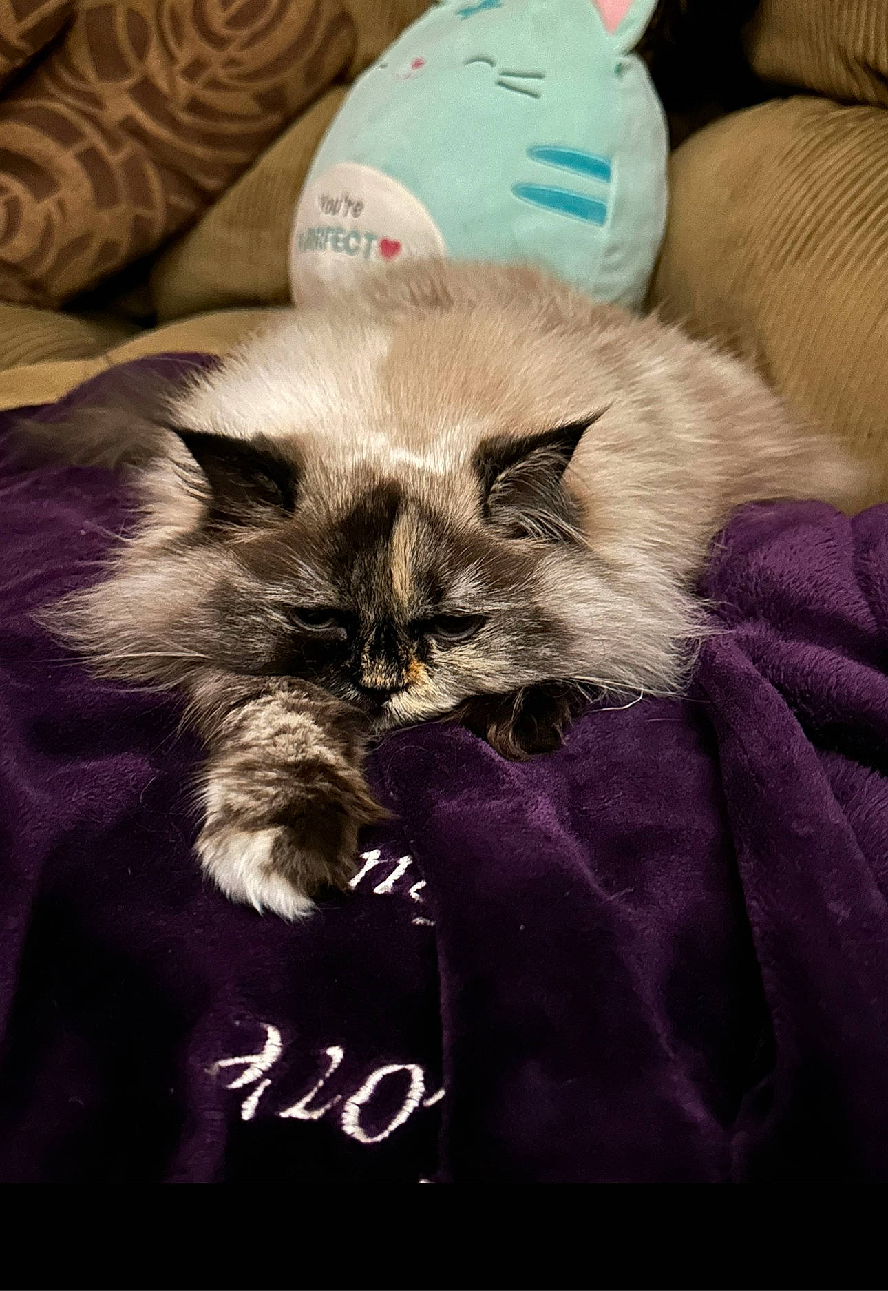 Chloe joined the competition — help win amazing prizes! carnivore, cat, claw, comfort, couch, fashion_accessory, felidae, fur, linens, paw, photo_caption, small_to_medium_sized_cats, stuffed_toy, teddy_bear, whiskers