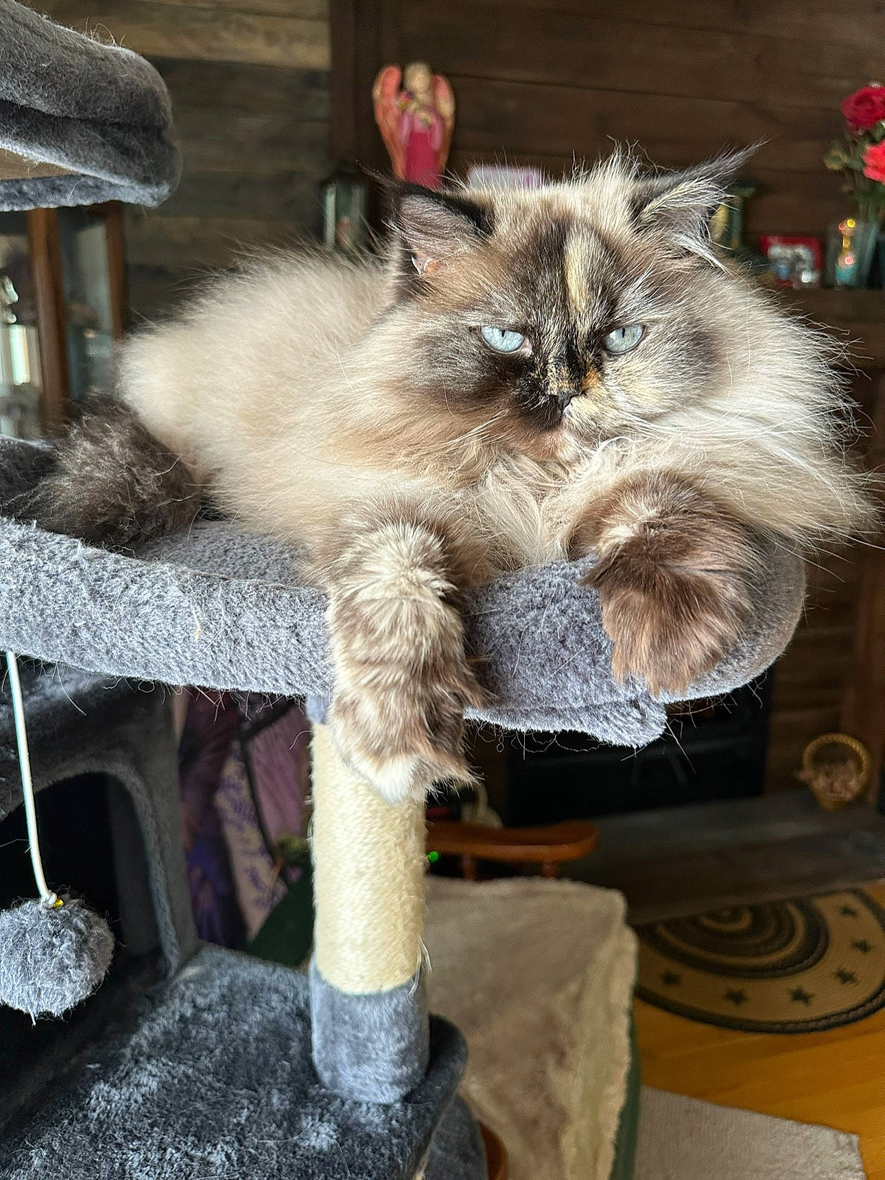 Chloe is registered to the contest to win money with this photo: carnivore, cat, cat_supply, claw, event, fashion_accessory, fawn, felidae, fur, natural_material, small_to_medium_sized_cats, tail, whiskers