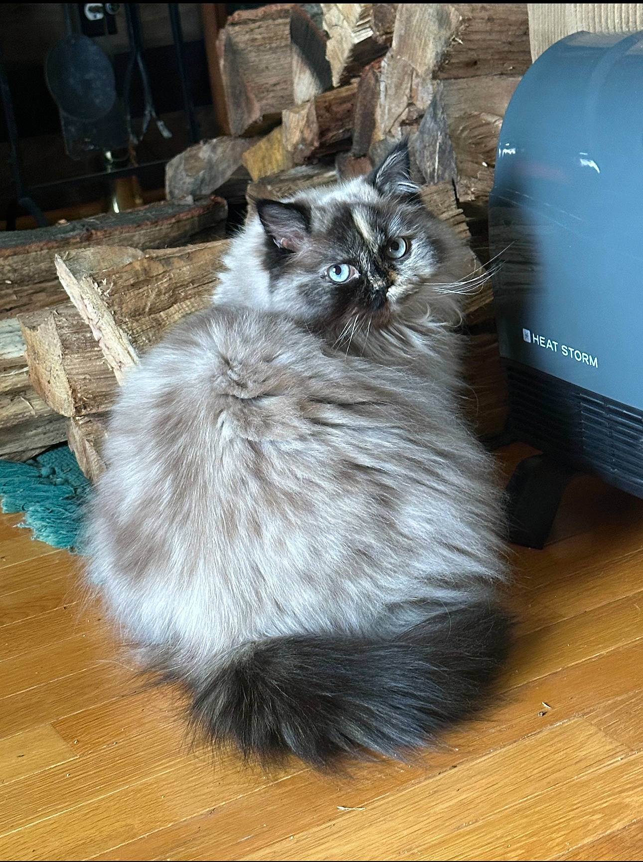 Chloe is registered to the contest to win money with this photo: art, black_cat, box, british_longhair, carnivore, cat, claw, domestic_short_haired_cat, felidae, flooring, fur, gas, grey, hardwood, home_appliance, small_to_medium_sized_cats, tail, varnish, whiskers, wood