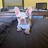Falcor joined the competition — help win amazing prizes! animal, bed, bedroom, canine, comfort, cute, dog, dresser, ears, fan, french_bulldog, furniture, household, indoor, looking, lying_down, mirror, pet, puppy, resting