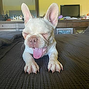 Falcor is registered to the contest to win money with this photo: animal, bed, bedroom, brown_bedspread, ceiling_fan, closeup, cute, dog, dressing_table, french_bulldog, furniture, indoor, mirror, pet, puppy, resting, sleepy, television, tongue_out, yawning