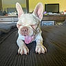 animal, bed, bedroom, brown_bedspread, ceiling_fan, closeup, cute, dog, dressing_table, french_bulldog, furniture, indoor, mirror, pet, puppy, resting, sleepy, television, tongue_out, yawning