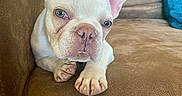 Falcor is registered to the contest to win money with this photo: animal, brown_furniture, closeup, couch, cozy, cute, dog, ears, face, french_bulldog, fur, home, indoor, living_room, looking_at_camera, pet, puppy, resting, small_dog, tongue_out