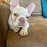 animal, brown_furniture, closeup, couch, cozy, cute, dog, ears, face, french_bulldog, fur, home, indoor, living_room, looking_at_camera, pet, puppy, resting, small_dog, tongue_out