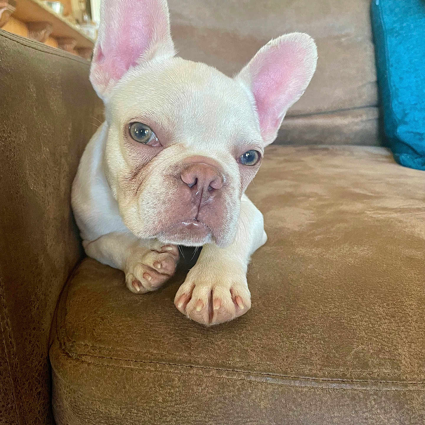 Falcor