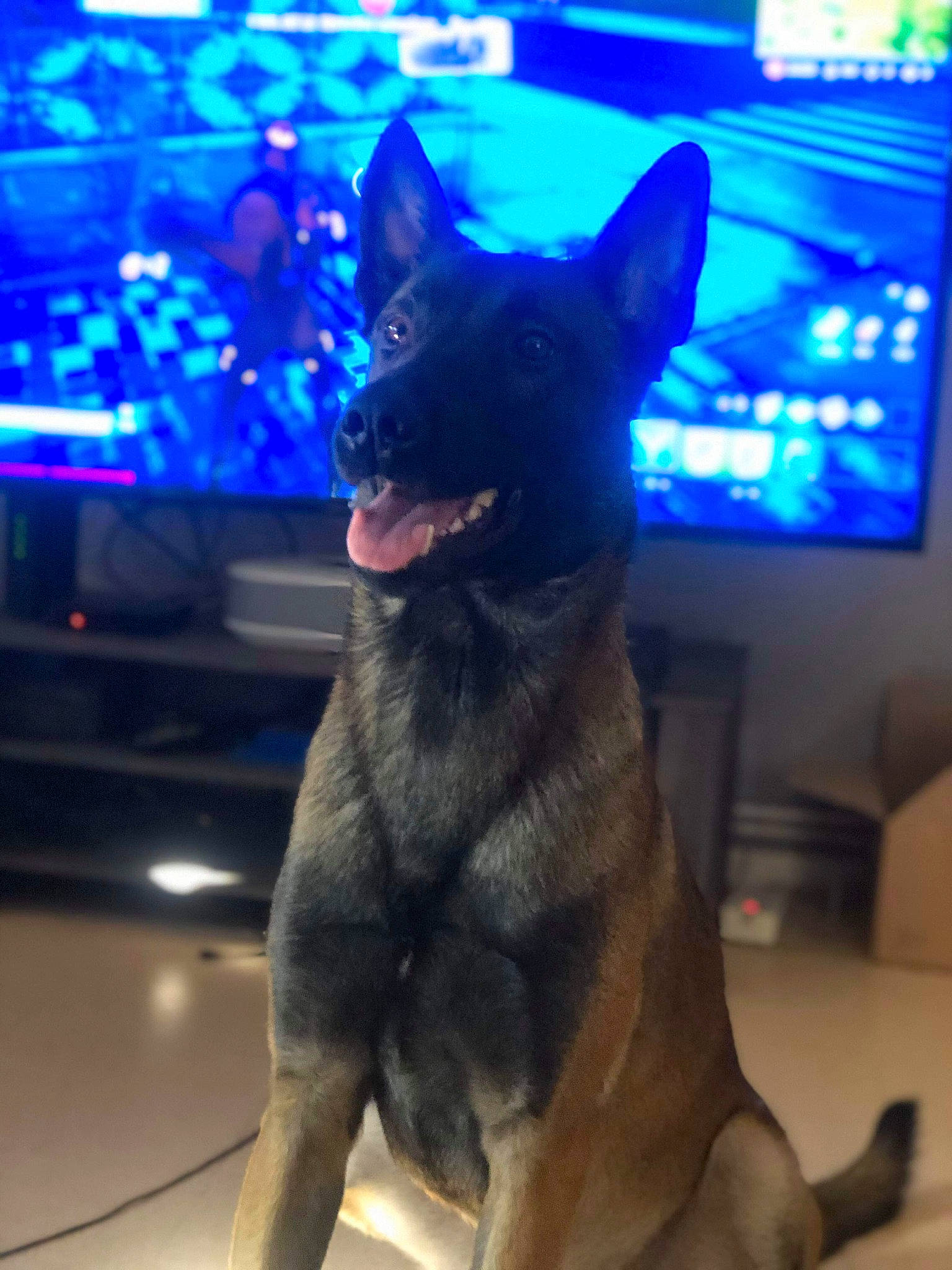 Oxford a rejoint le concours — aidez-le/la à gagner de superbes lots ! belgian_shepherd, belgian_shepherd_malinois, canidae, carnivore, dog, dog_breed, dutch_shepherd_dog, east_european_shepherd, formosan_mountain_dog, german_shepherd_dog, kunming_wolfdog, mammal, police_dog, rare_breed_dog, snout, vertebrate, working_dog