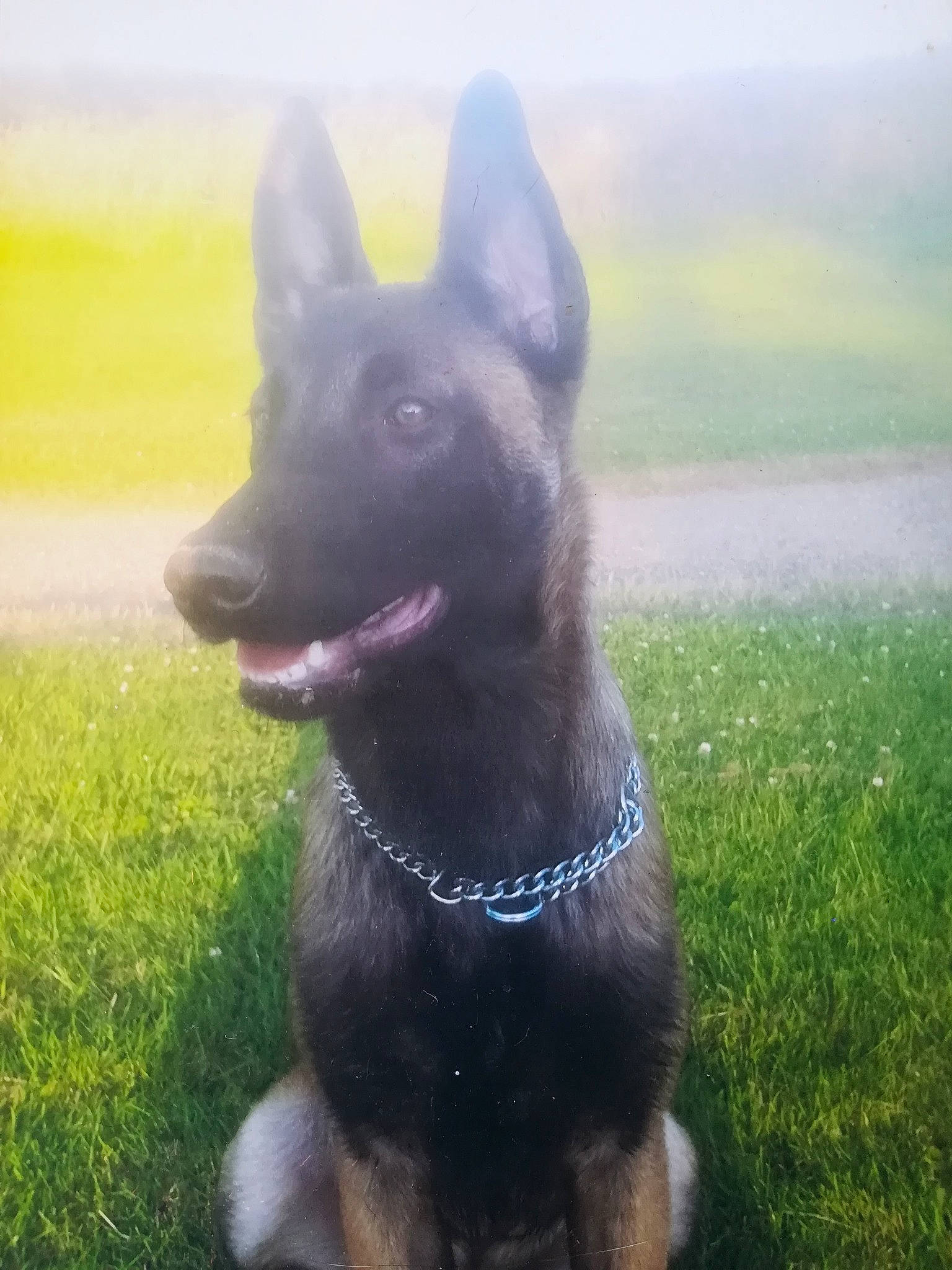 Oxford a rejoint le concours — aidez-le/la à gagner de superbes lots ! belgian_shepherd, belgian_shepherd_malinois, canidae, carnivore, dog, dog_breed, east_european_shepherd, german_shepherd_dog, king_shepherd, kunming_wolfdog, mammal, old_german_shepherd_dog, rare_breed_dog, snout, vertebrate, working_dog