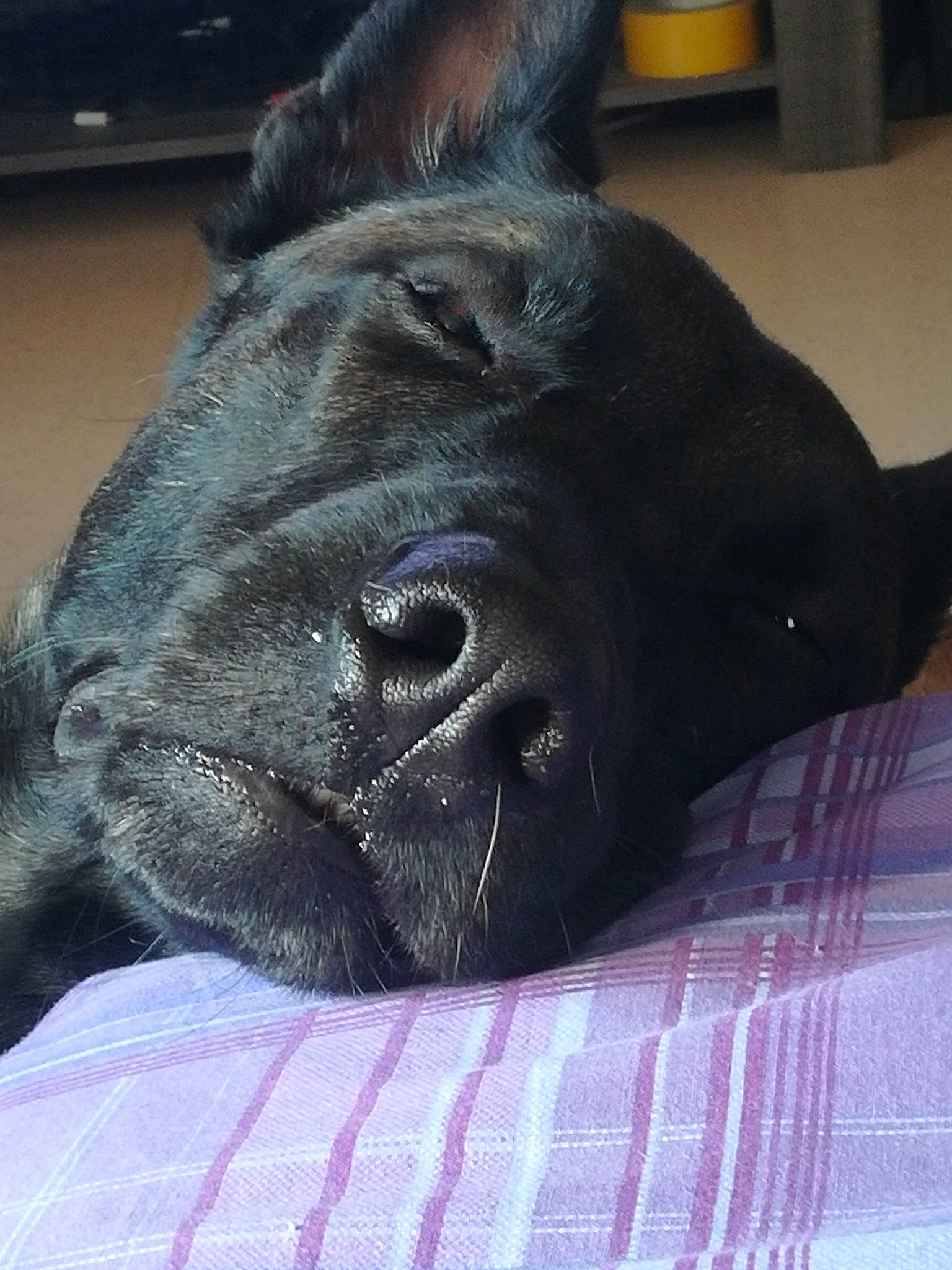 Oxford a rejoint le concours — aidez-le/la à gagner de superbes lots ! canidae, carnivore, dog, dog_breed, ear, fawn, great_dane, guard_dog, nap, non_sporting_group, nose, skin, sleep, snout, sporting_group, wrinkle