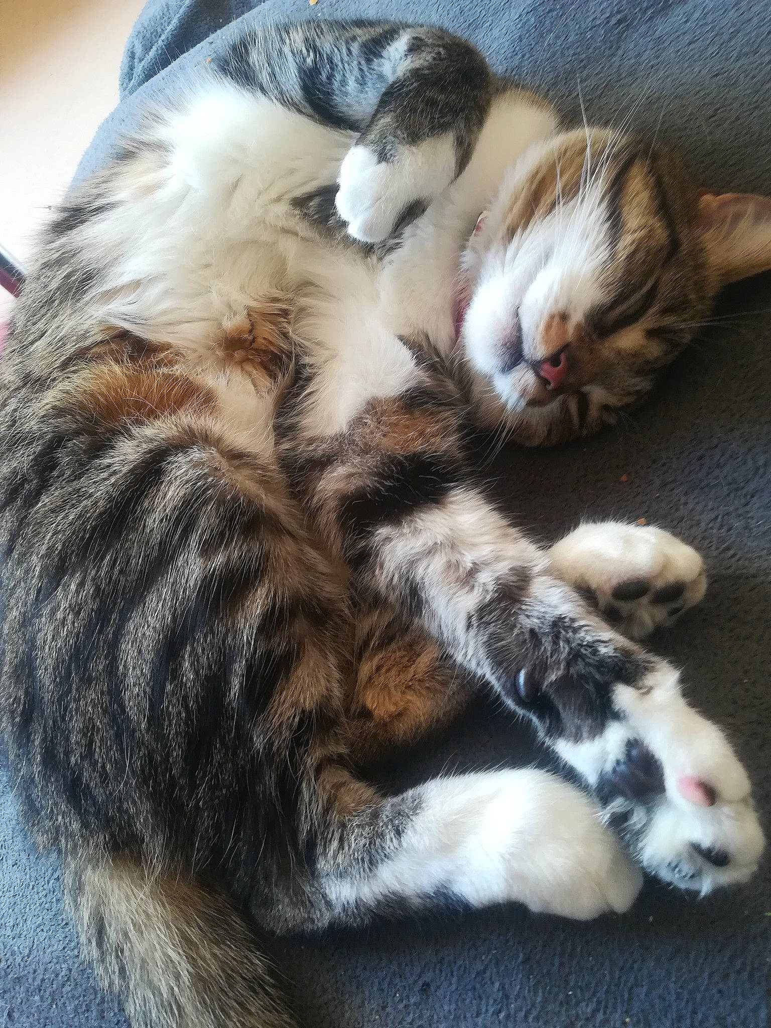 Marley a rejoint le concours — aidez-le/la à gagner de superbes lots ! carnivore, cat, claw, european_shorthair, felidae, fur, kitten, mammal, nap, paw, sleep, small_to_medium_sized_cats, tabby_cat, whiskers