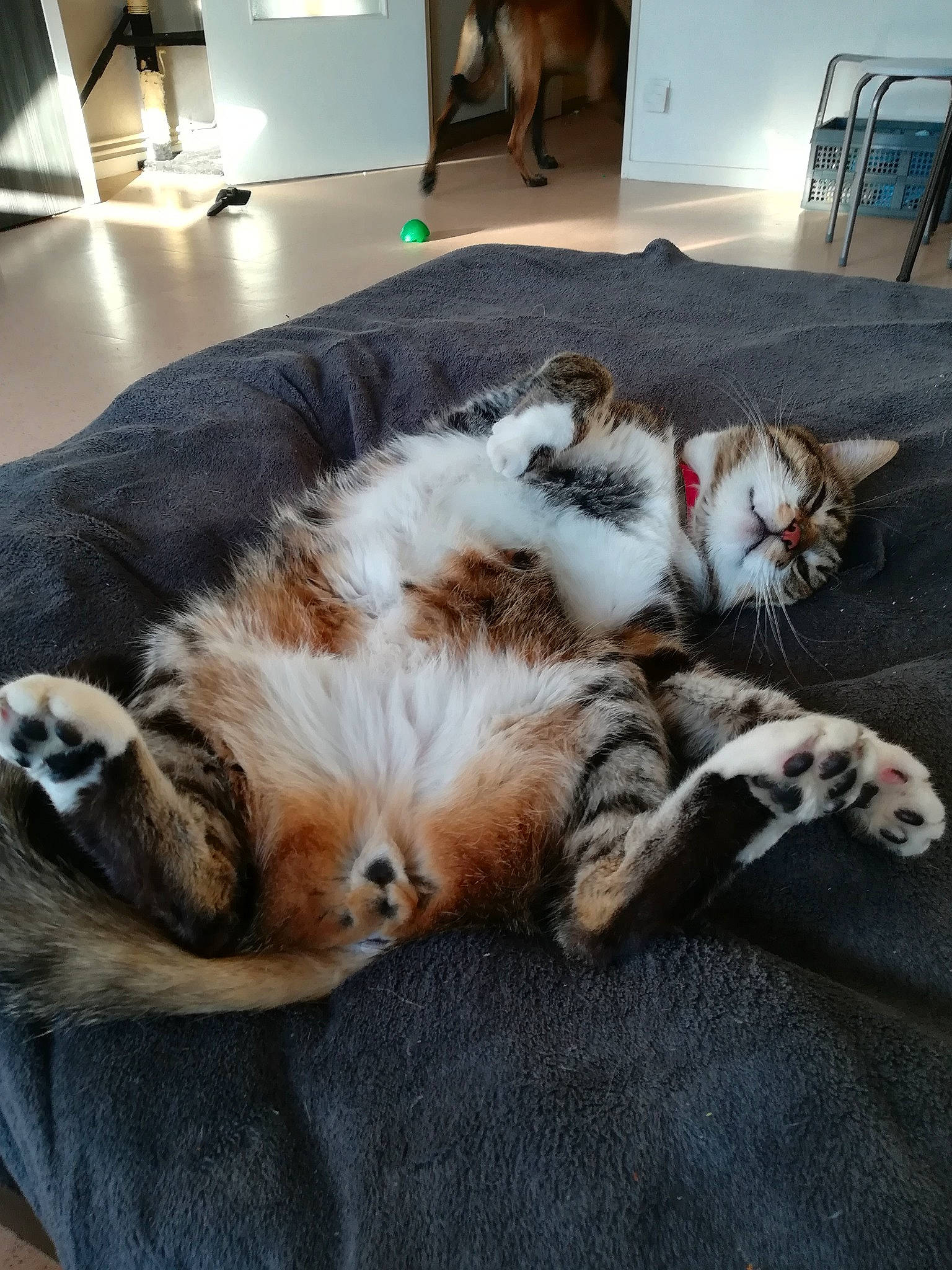 Marley participe au concours pour gagner de l'argent avec cette photo : canidae, carnivore, cat, companion_dog, european_shorthair, felidae, fur, kitten, mammal, paw, small_to_medium_sized_cats, sporting_group, whiskers