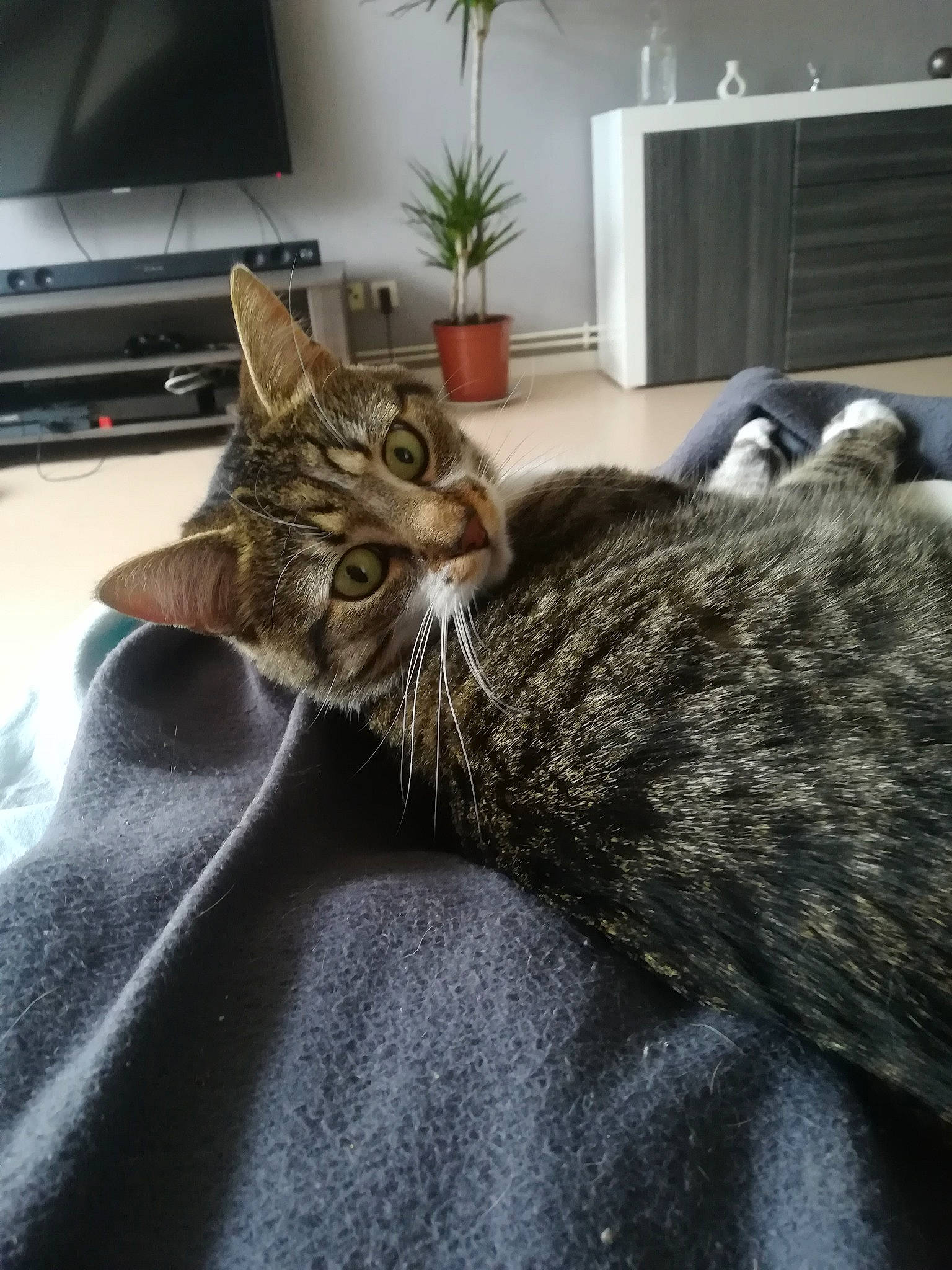 Marley participe au concours pour gagner de l'argent avec cette photo : aegean_cat, american_shorthair, asian, bengal, california_spangled, carnivore, cat, domestic_short_haired_cat, dragon_li, european_shorthair, felidae, fur, kitten, ocicat, pixie_bob, room, small_to_medium_sized_cats, tabby_cat, toyger, whiskers