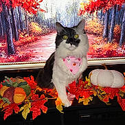 Jiggy is registered to the contest to win money with this photo: autumn, bandana, black_and_white, cat, decor, fall, festive, forest, halloween, holiday, indoor, leaves, mantle, orange, painting, pink, plush, pumpkin, red, yellow