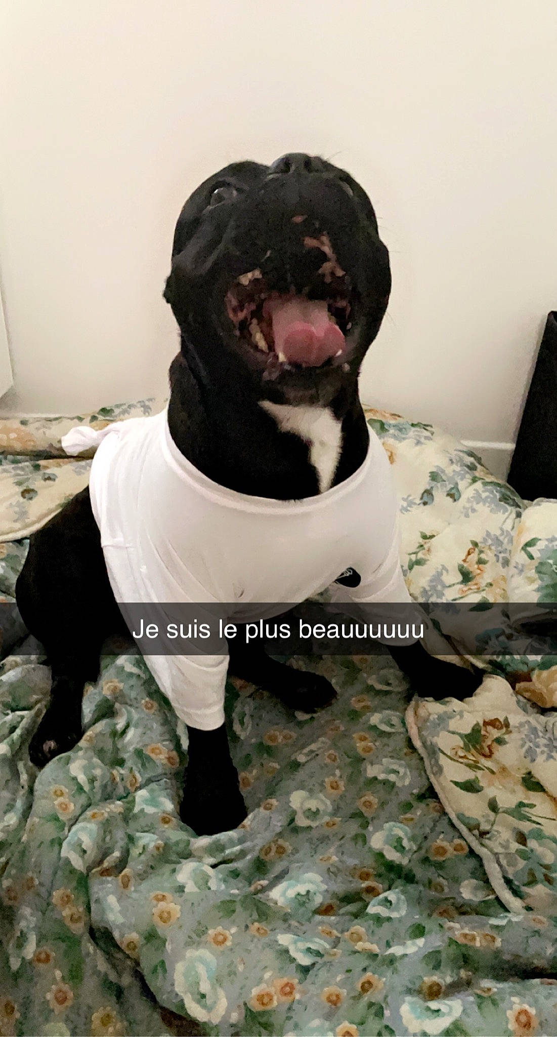 Ouzo a rejoint le concours — aidez-le/la à gagner de superbes lots ! advertising, canidae, carnivore, companion_dog, costume, dog, dog_breed, dog_supply, fur, linens, non_sporting_group, pattern, pug, sleeve, snout, sporting_group, t_shirt, terrestrial_animal, top, working_animal