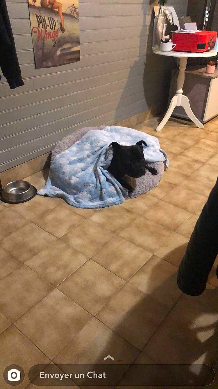 Ouzo participe au concours pour gagner de l'argent avec cette photo : automotive_design, automotive_exterior, automotive_lighting, automotive_tire, bumper, carnivore, comfort, companion_dog, dog_breed, felidae, floor, flooring, grey, hardwood, laminate_flooring, room, snout, tire, trunk, wood