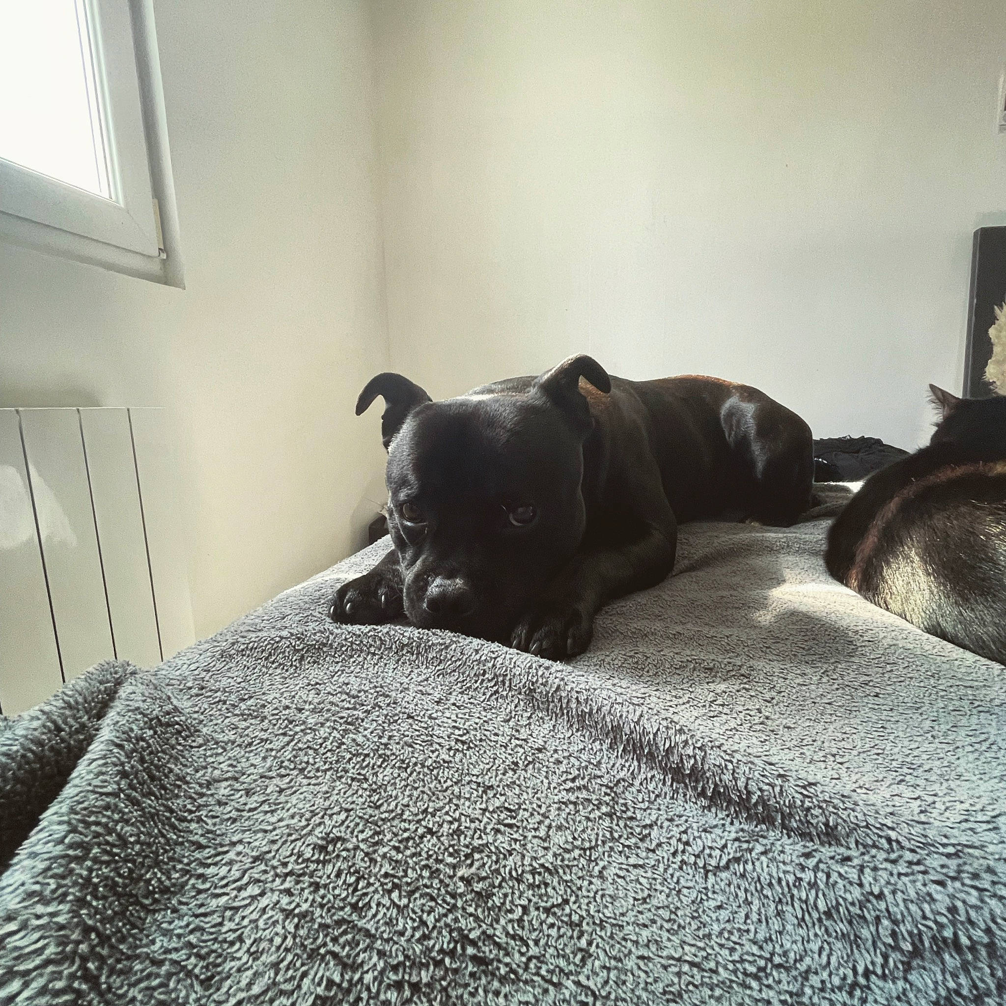 Ouzo a rejoint le concours — aidez-le/la à gagner de superbes lots ! bedding, carnivore, comfort, companion_dog, dog, dog_breed, fawn, felidae, floor, flooring, grey, hardwood, interior_design, linens, room, snout, sporting_group, window, wood, working_animal