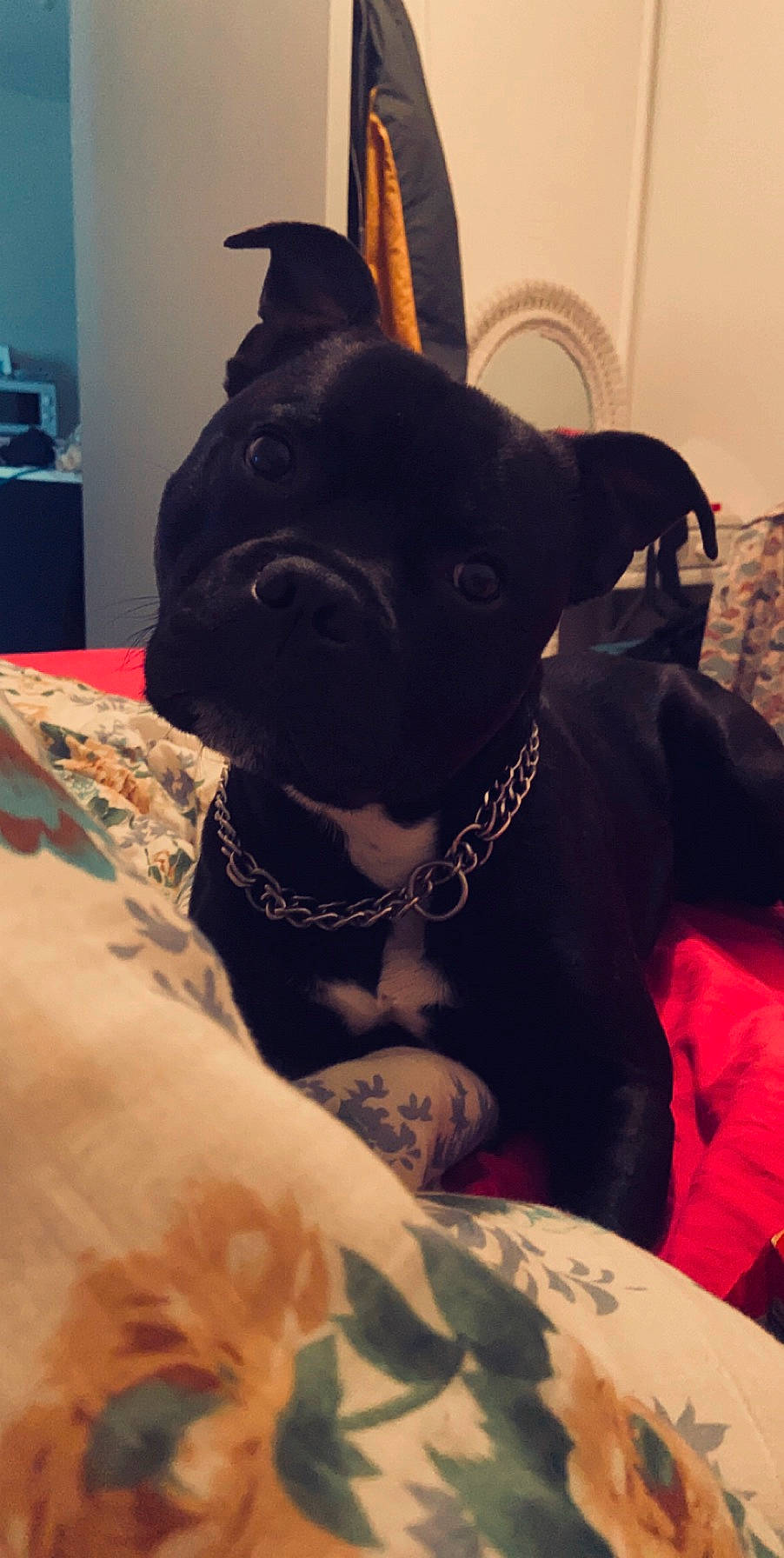 Ouzo participe au concours pour gagner de l'argent avec cette photo : canidae, carnivore, collar, comfort, companion_dog, couch, dog, dog_breed, dog_collar, ear, fawn, fur, guard_dog, puppy, selfie, snout, sporting_group, toy_dog, whiskers, working_animal