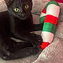 animal, black_cat, candy_cane, claws, close_up, cozy, cute, domestic_cat, feline, indoor, kitten, pet, playful, plush_bed, red_wall, resting, soft_texture, toy, whiskers, young_cat