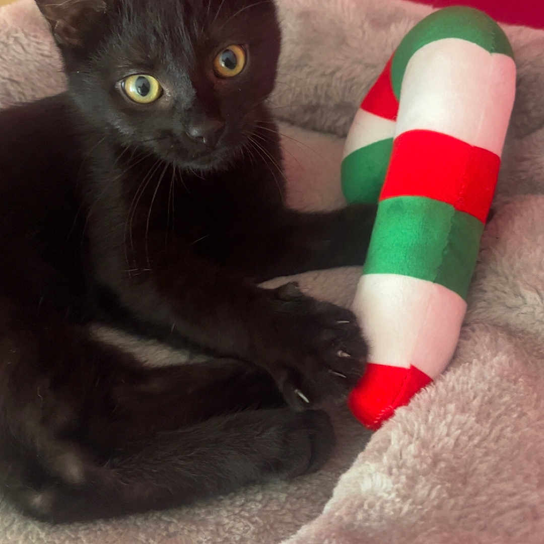 Panthère a rejoint le concours — aidez-le/la à gagner de superbes lots ! animal, black_cat, candy_cane, claws, close_up, cozy, cute, domestic_cat, feline, indoor, kitten, pet, playful, plush_bed, red_wall, resting, soft_texture, toy, whiskers, young_cat