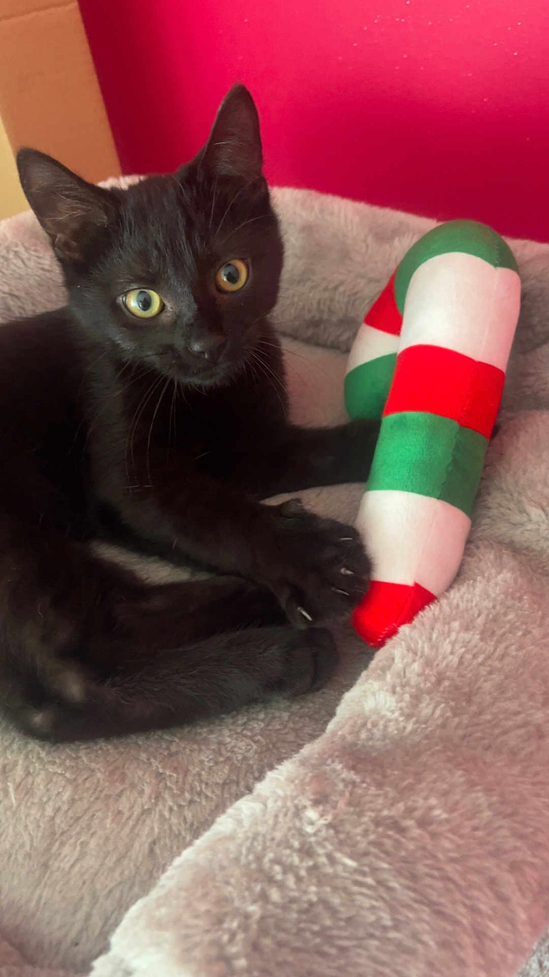 Panthère a rejoint le concours — aidez-le/la à gagner de superbes lots ! animal, black_cat, candy_cane, claws, close_up, cozy, cute, domestic_cat, feline, indoor, kitten, pet, playful, plush_bed, red_wall, resting, soft_texture, toy, whiskers, young_cat