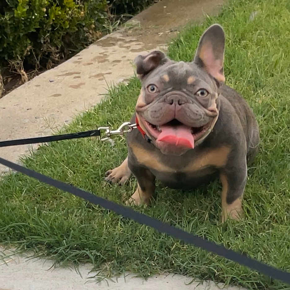 Piglet joined the competition — help win amazing prizes! accessories, animal, boxer, bulldog, canine, dog, frenchbulldog, grass, lawn, leash, nature, outdoors, path, pet, pitbull, plant, pug, puppy, sidewalk, strap